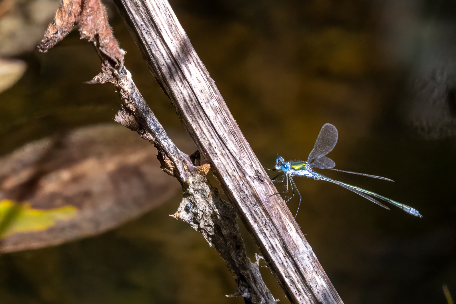 Emerald Damselfly