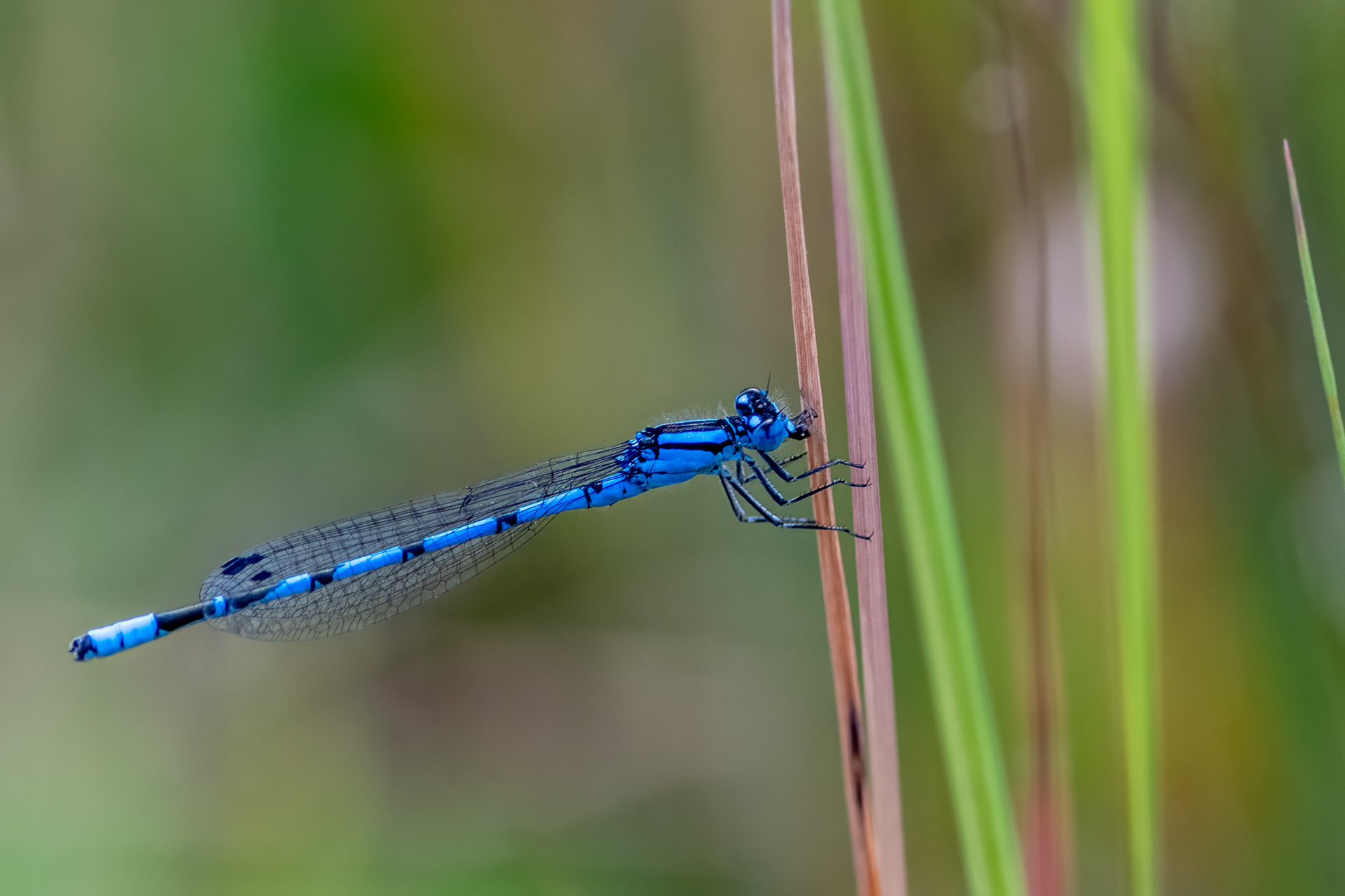 Azure Damselfly