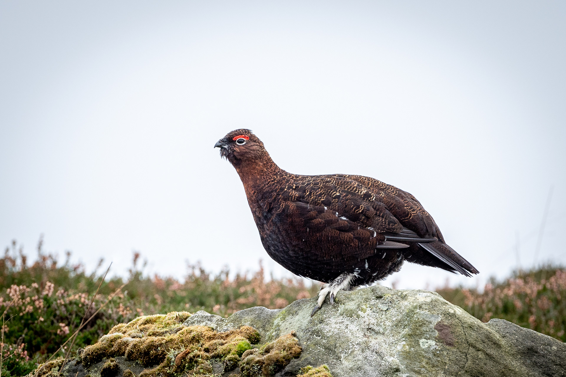 Red Grouse, North York Moors