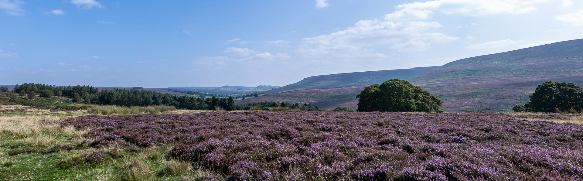 Heather on the North Yorkshire Moors