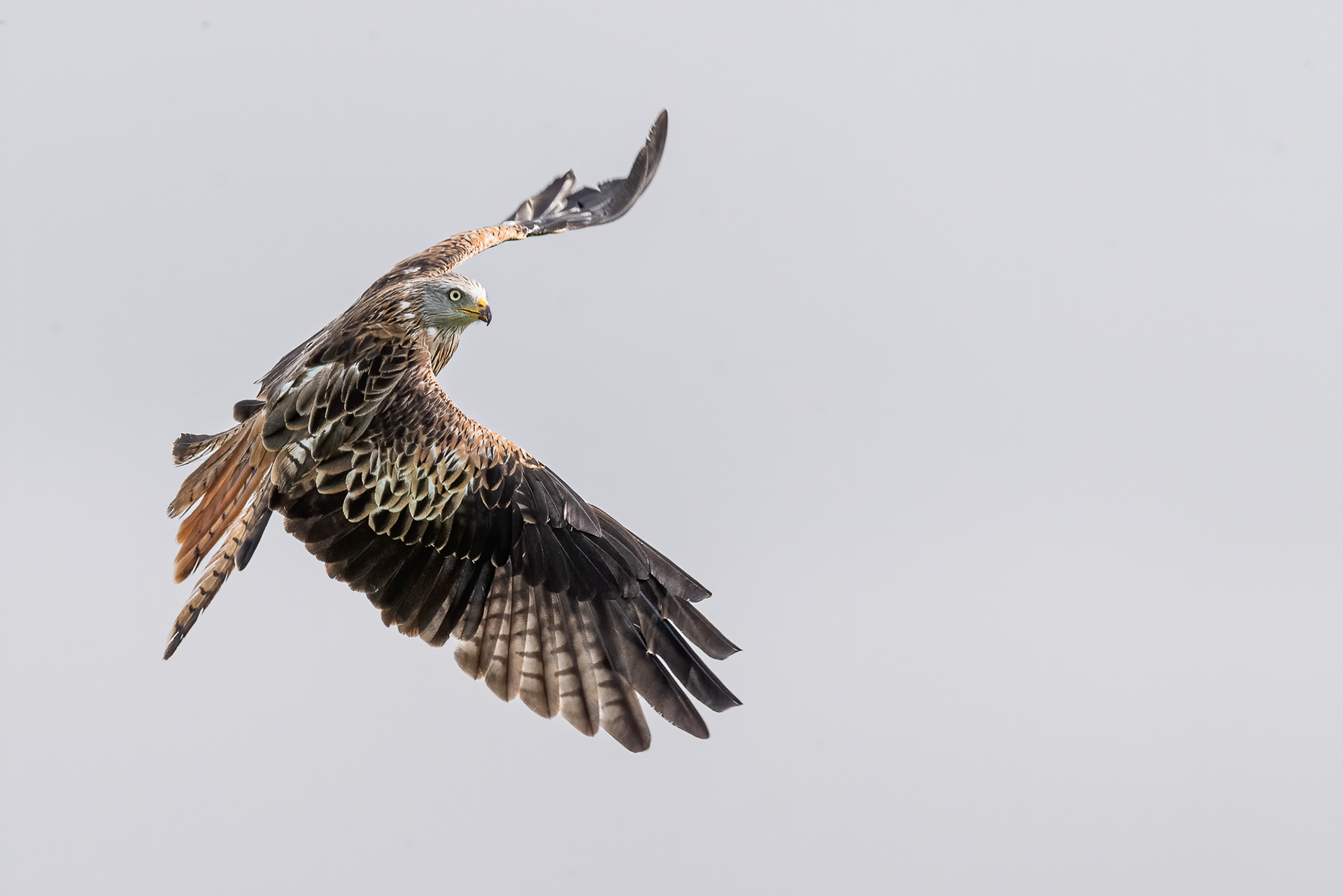 Red Kite, Brecon Beacons
