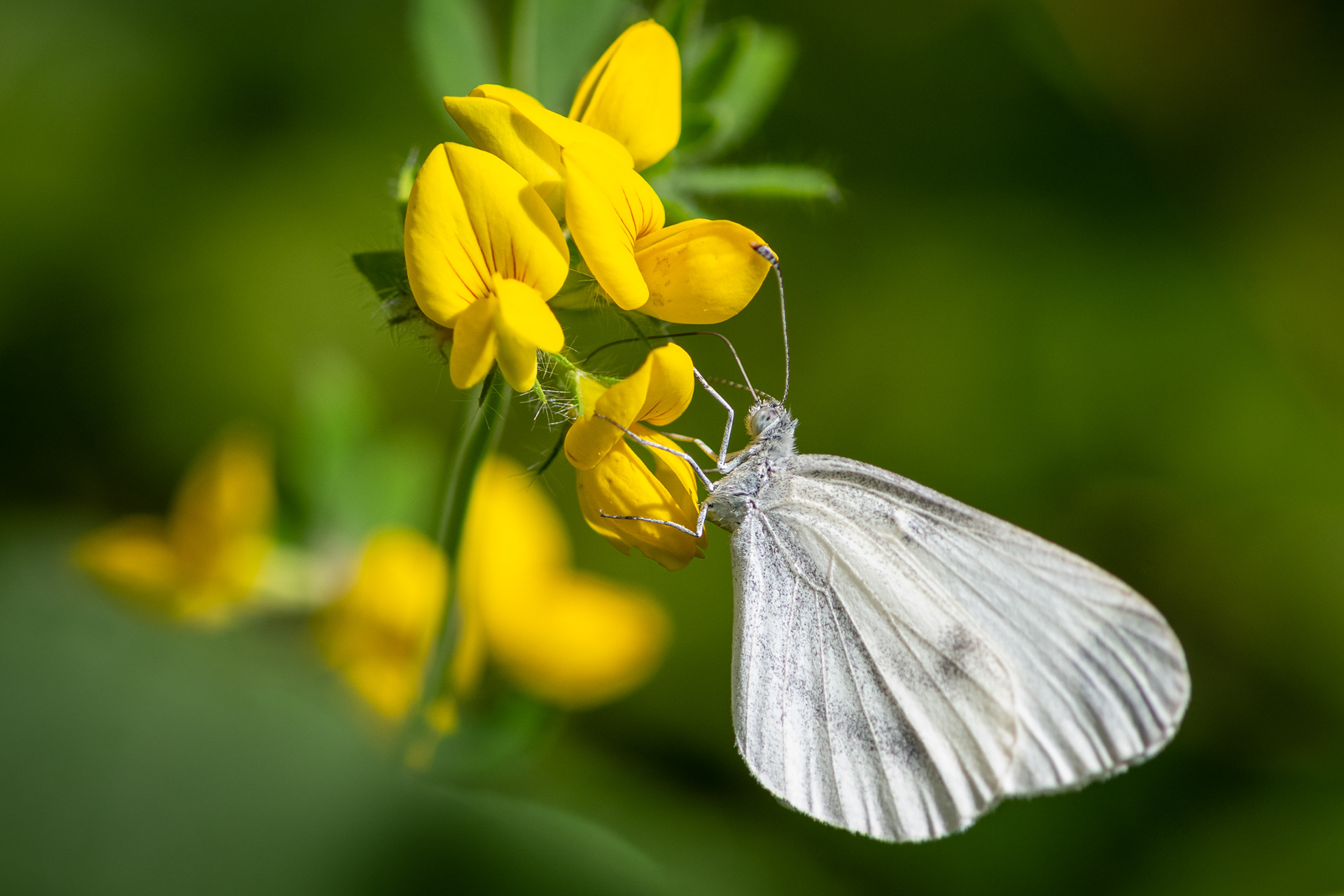 Wood White Butterfly