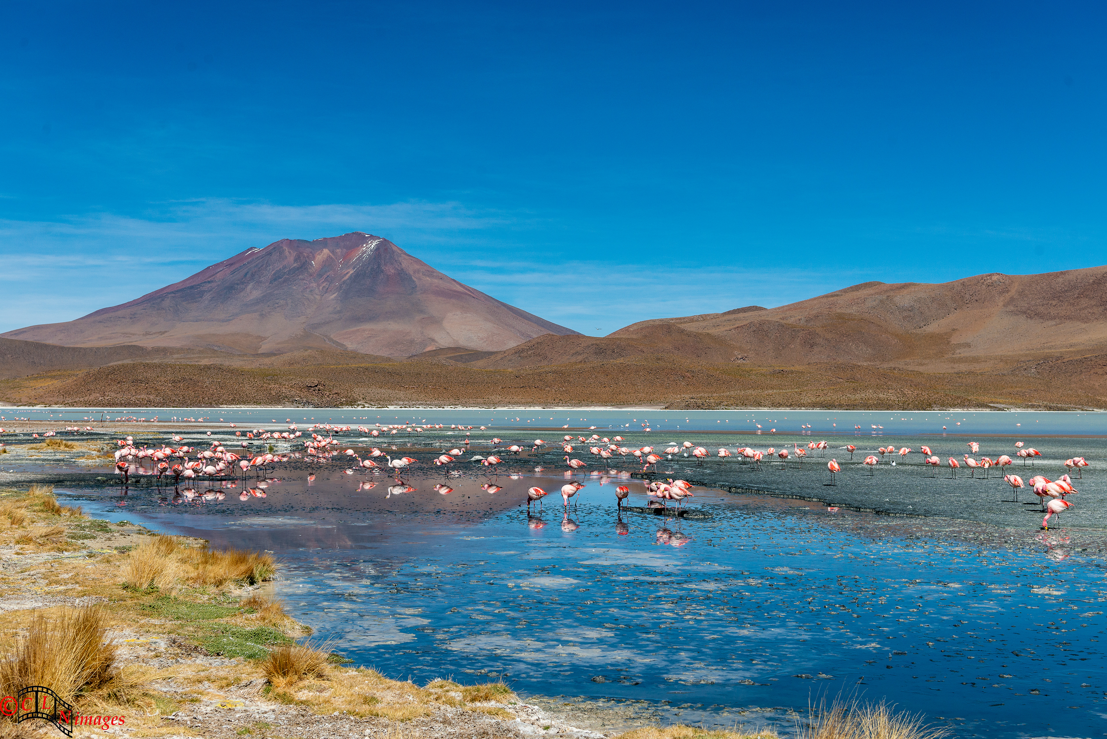 Flamingos on Laguna Helionda, Bolivia