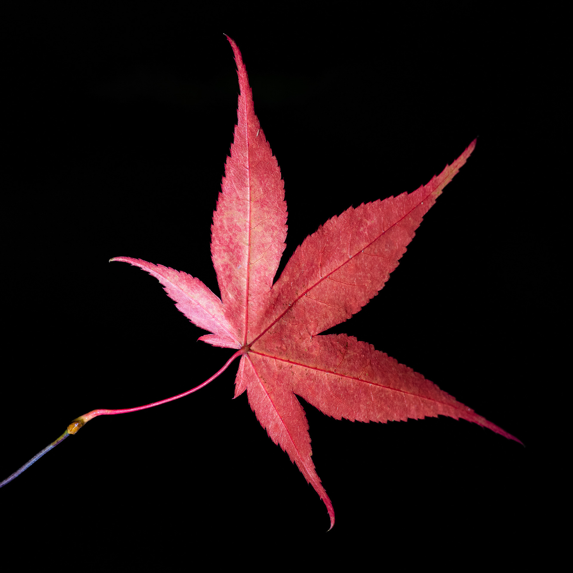 Maple Leaf, Westonbirt