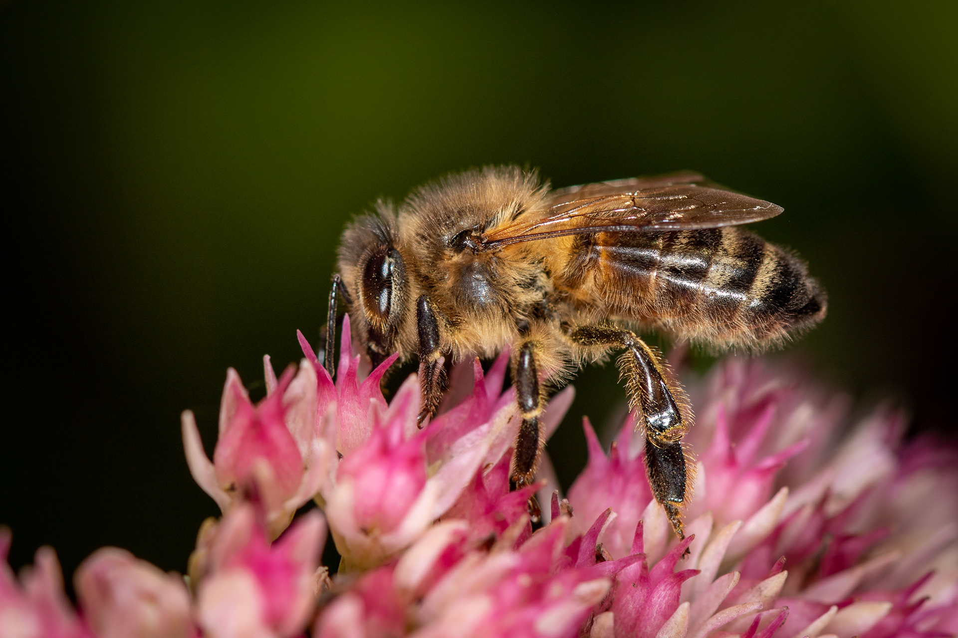 Honey Bee