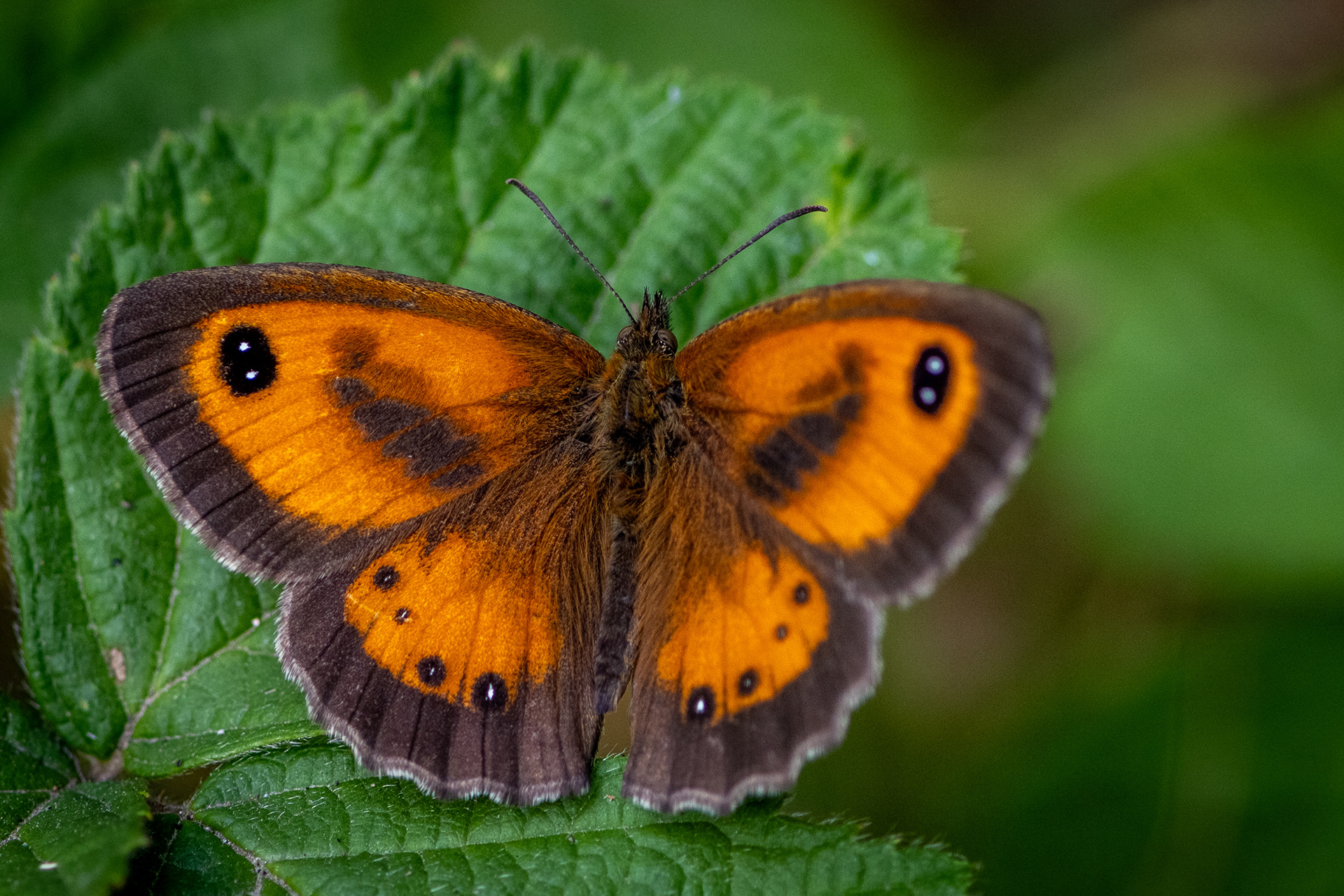 Gatekeeper Butterfly