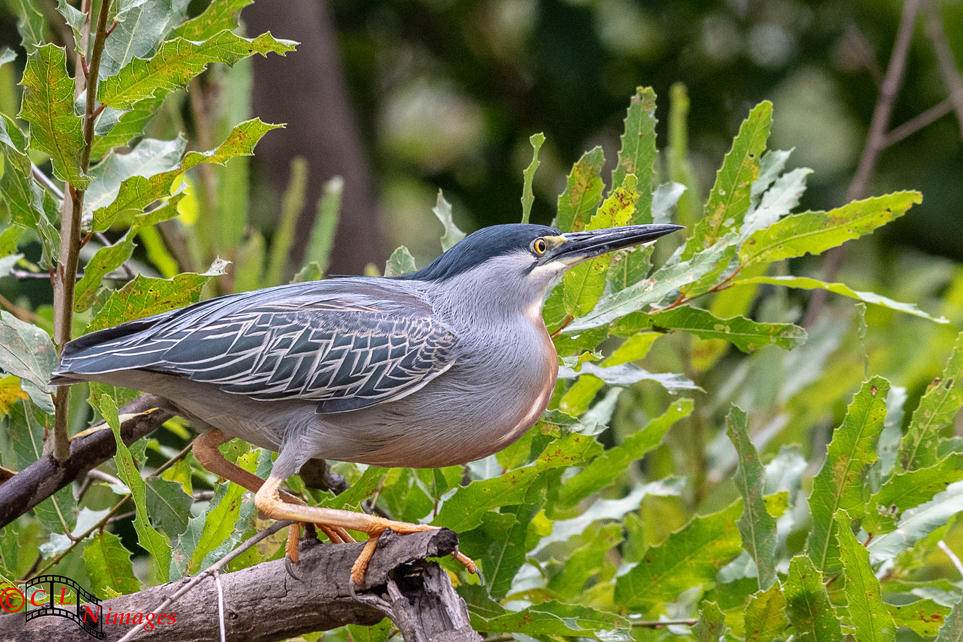 Striated Heron, Bolivia