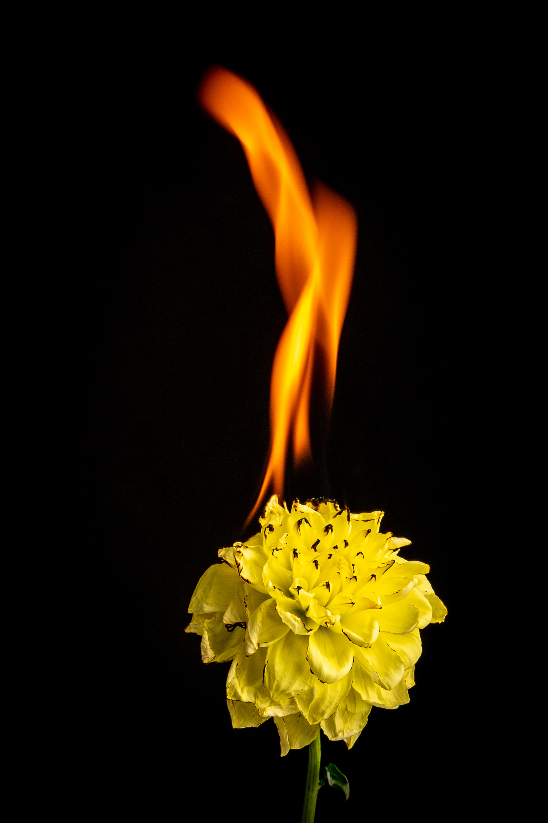 Burning Flower Art