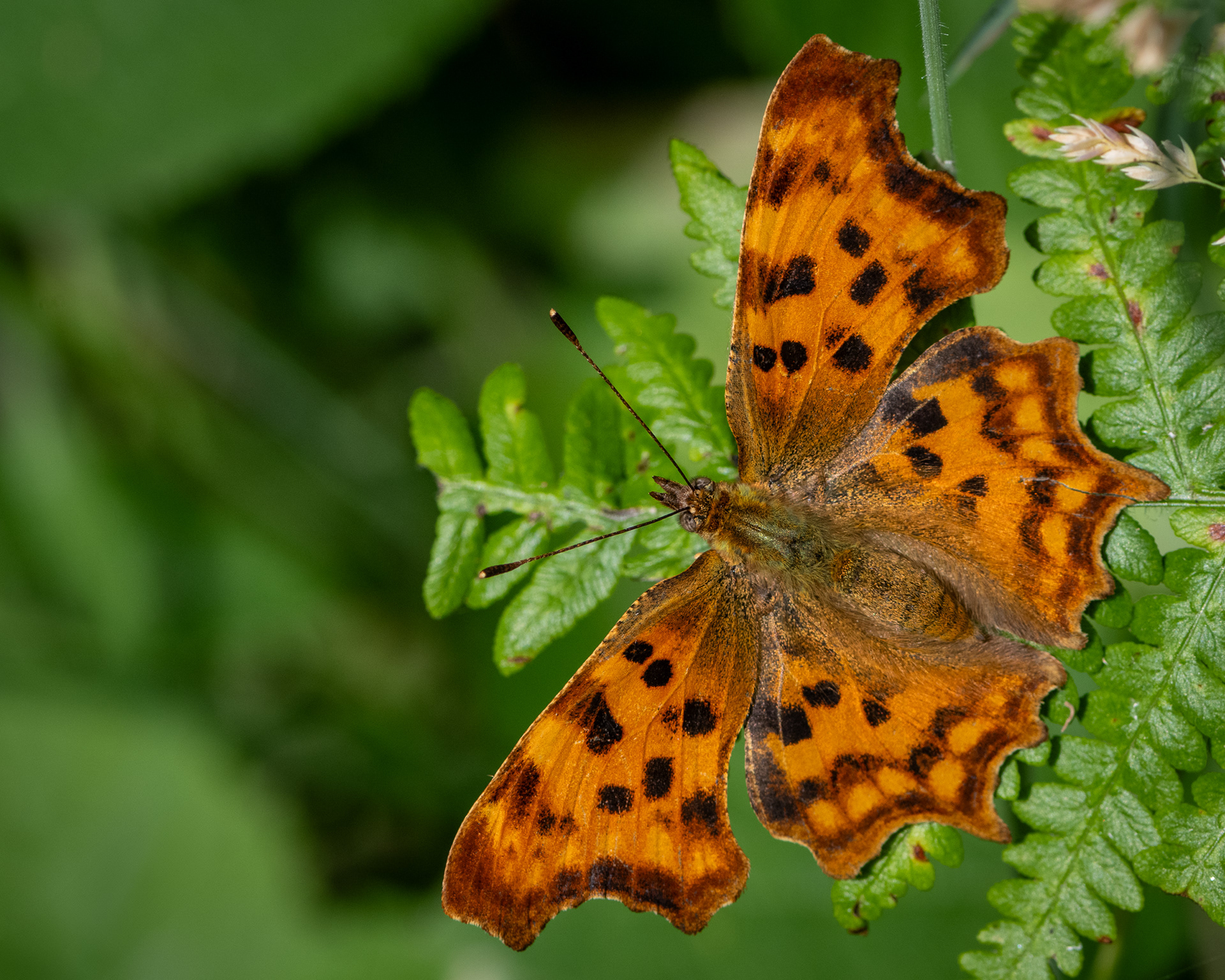 Comma Butterfly