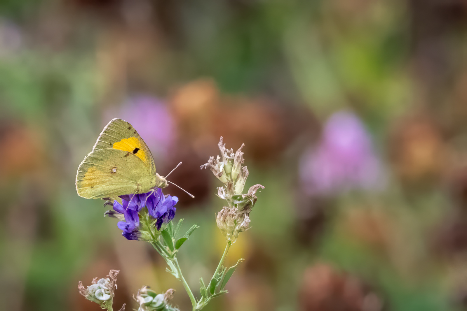 Clouded Yellow Butterfly