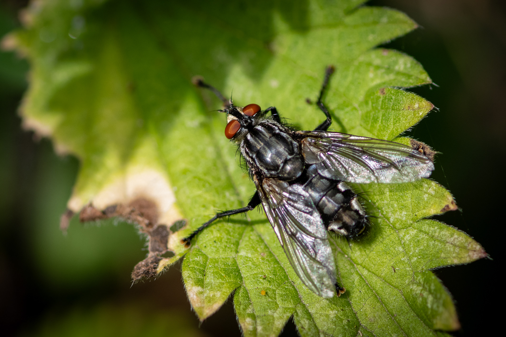 Flesh Fly