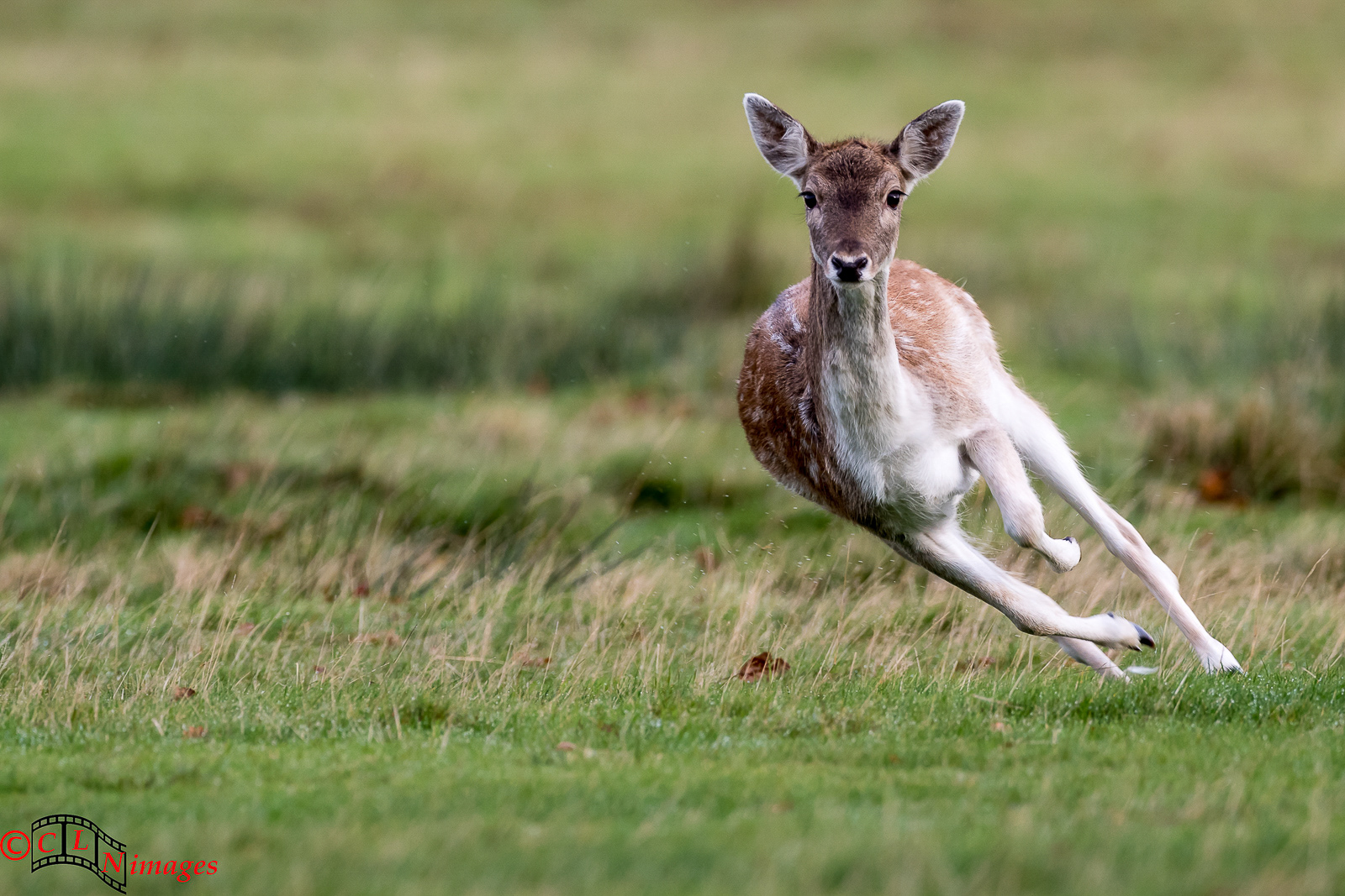 Fallow Deer in full flight