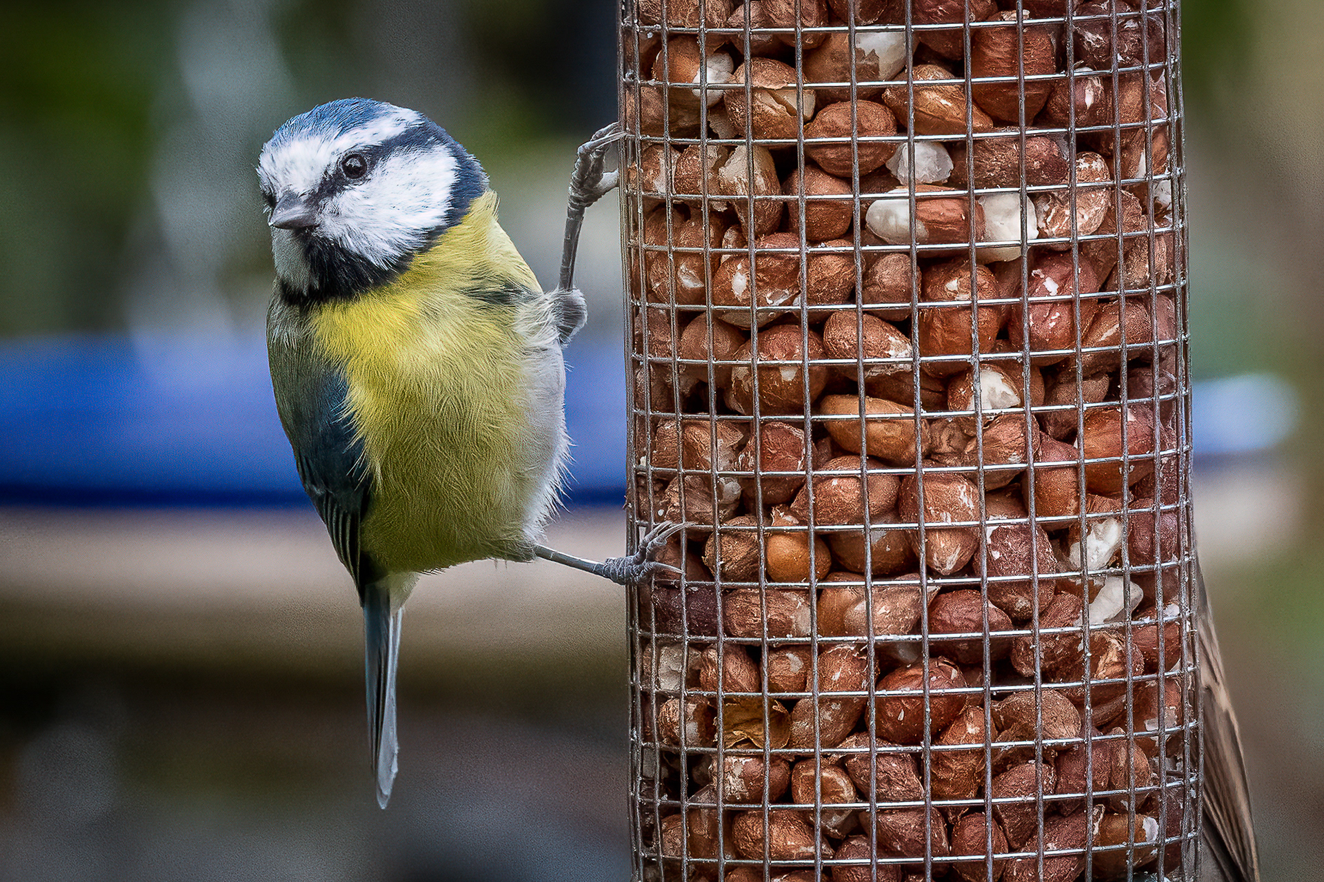 Blue Tit on Feeder