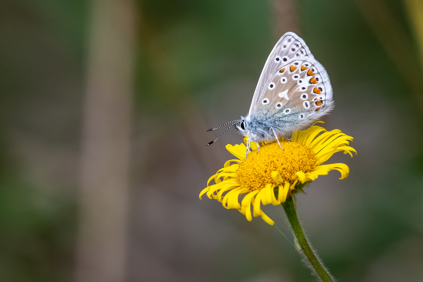 Common Blue Butterfly