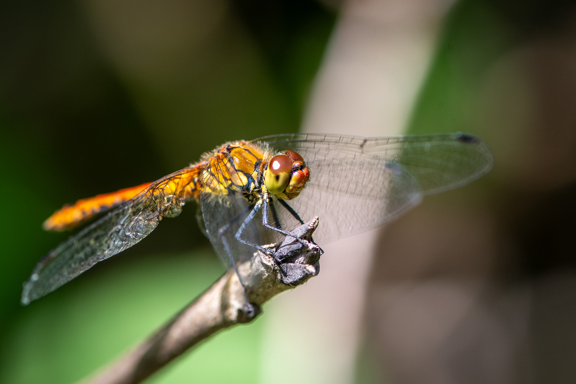Common Darter