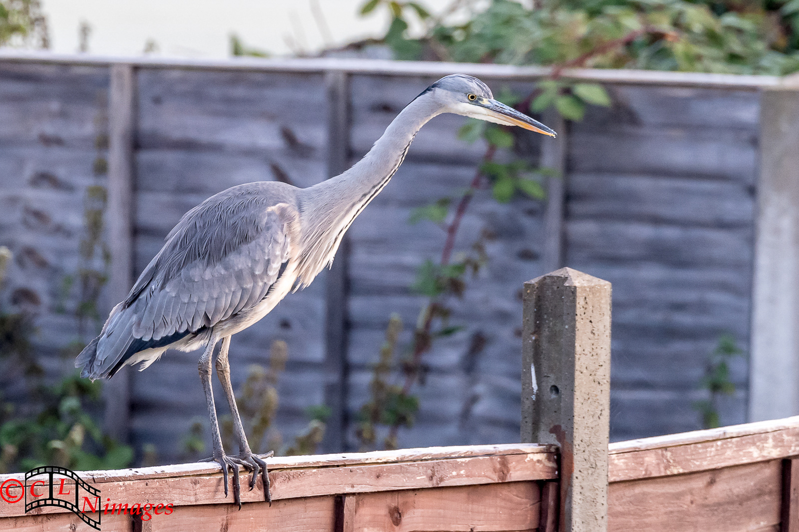 Grey Heron on garden fence