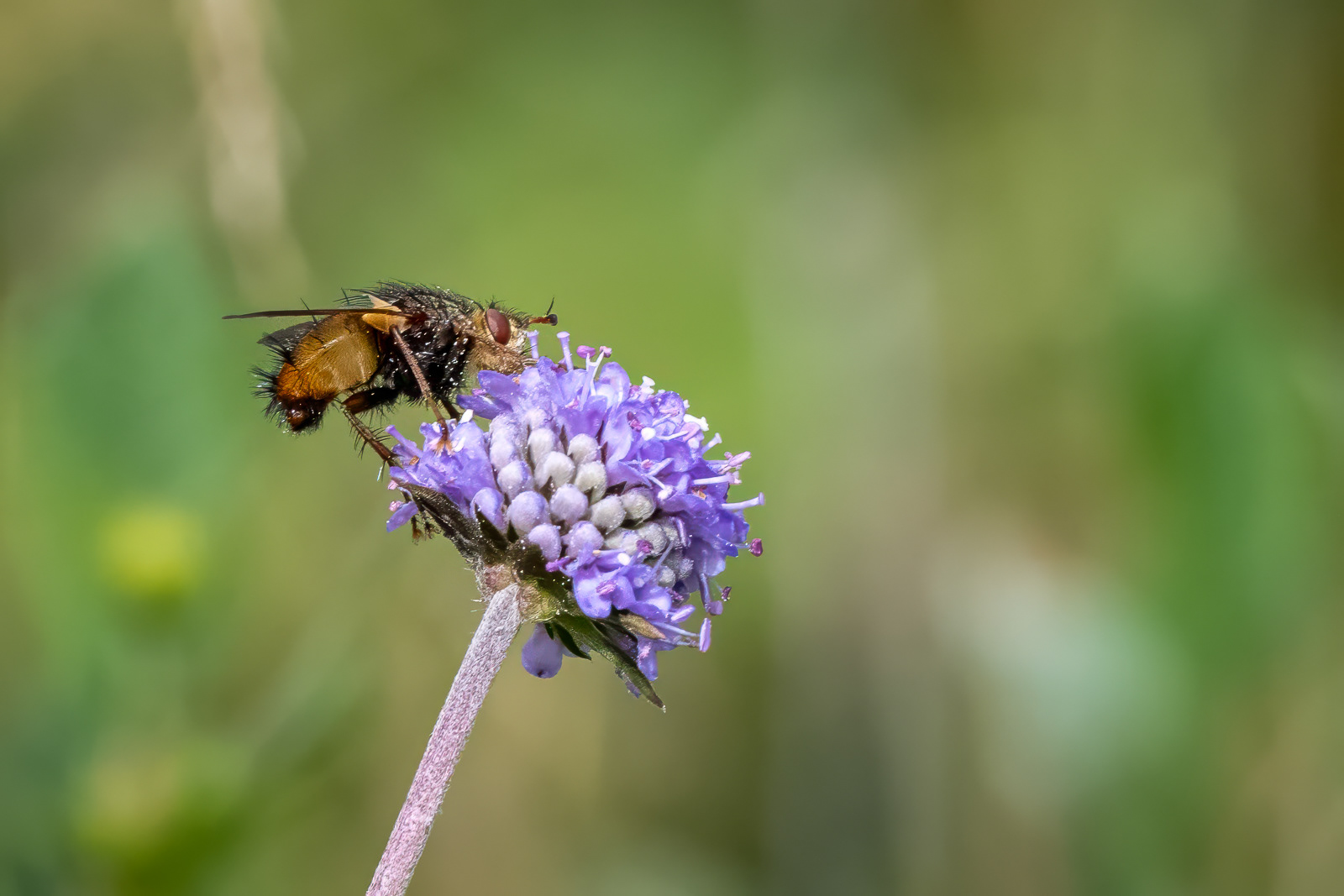 Tachina Fera