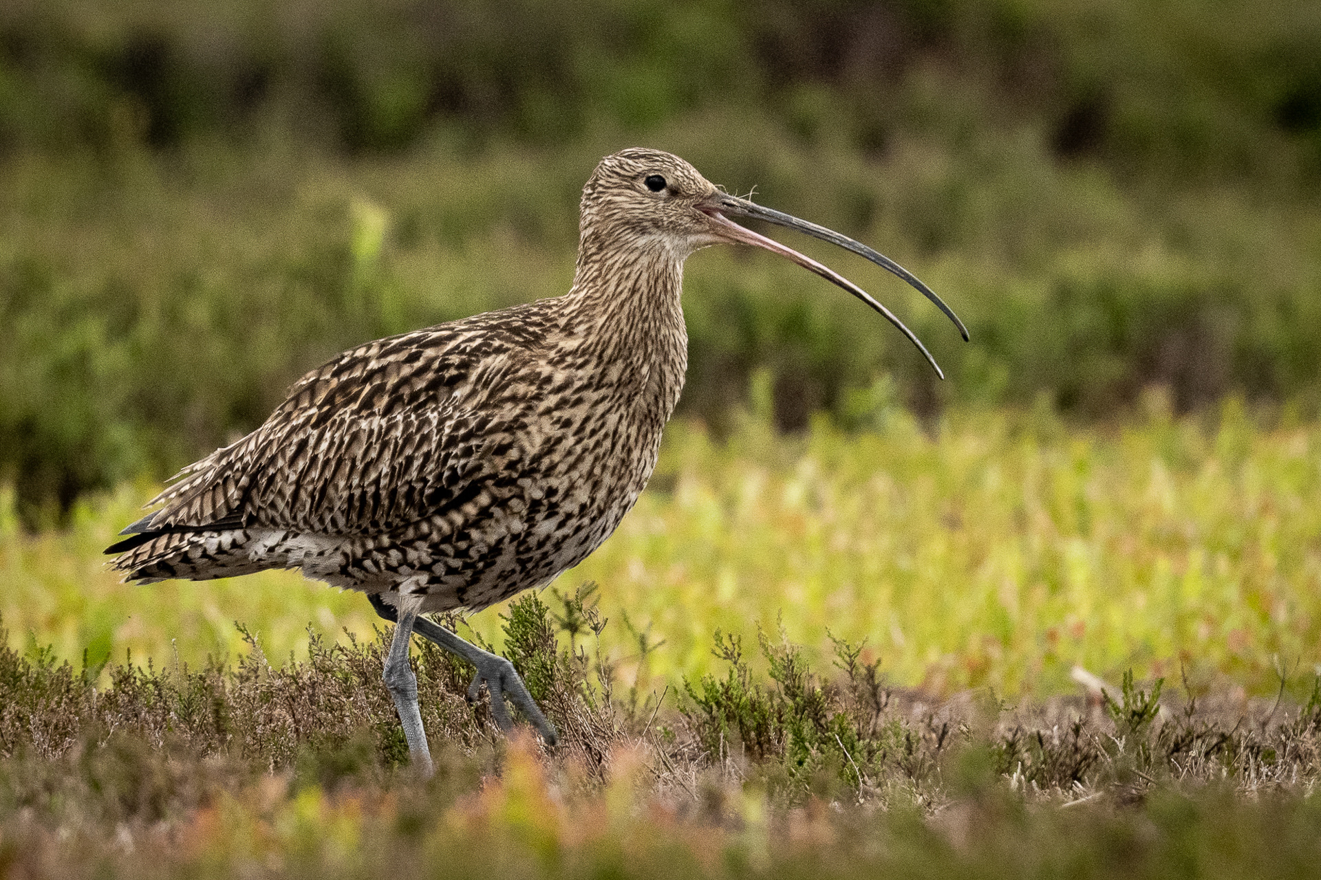 Curlew on North Yorkshire Moors