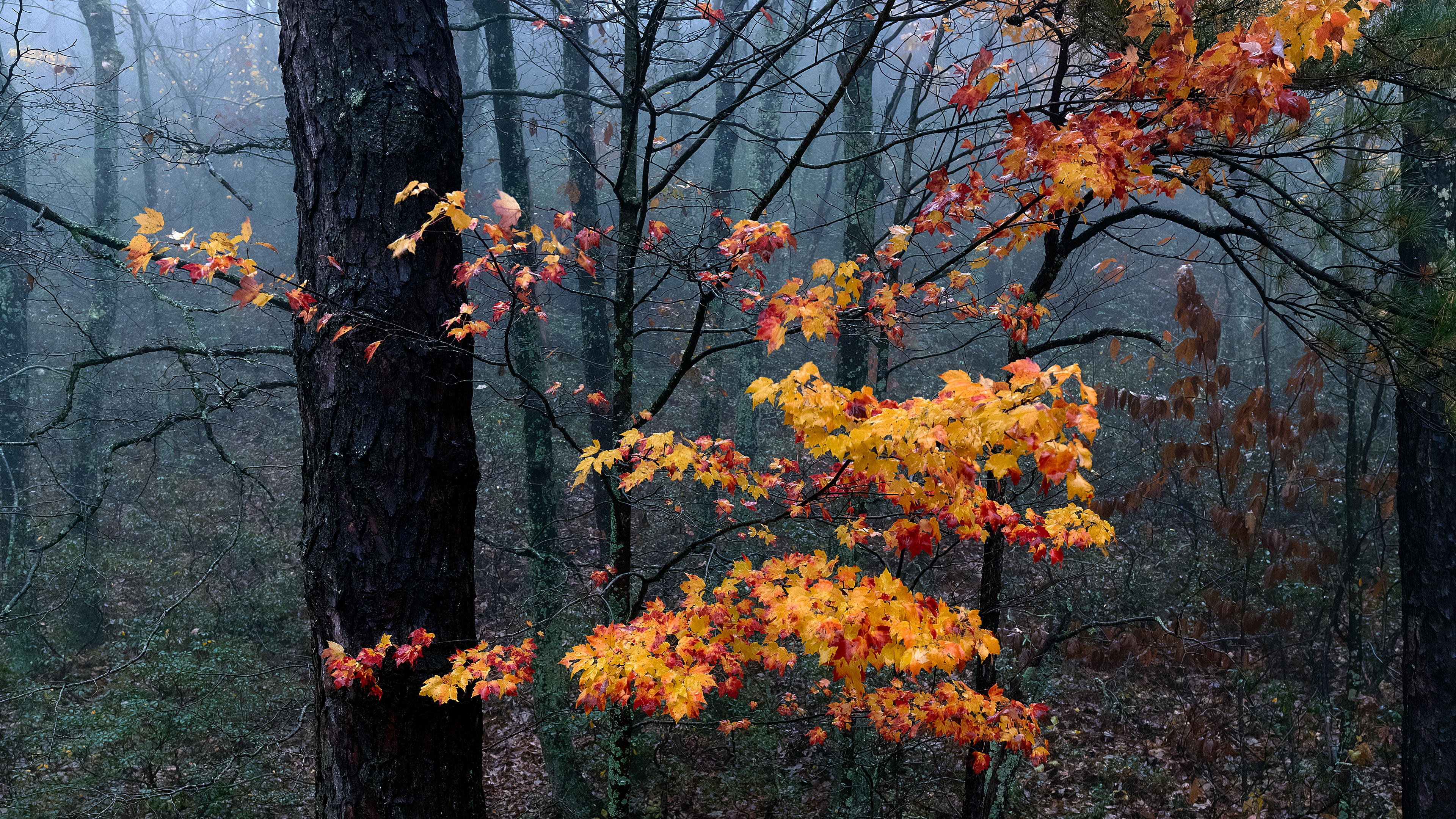 Autumn's Last Stand in Morning Mist