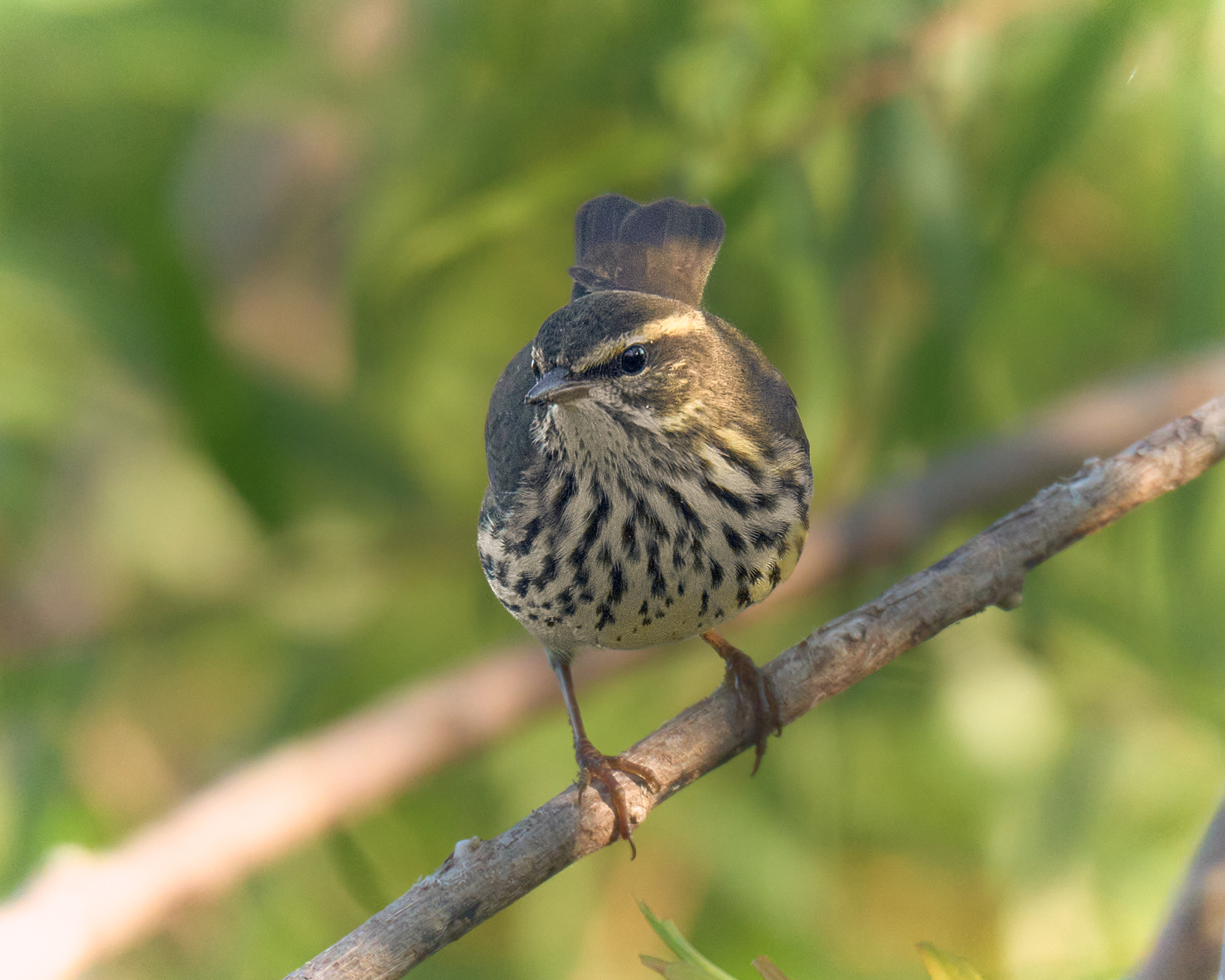 Northern Waterthrush