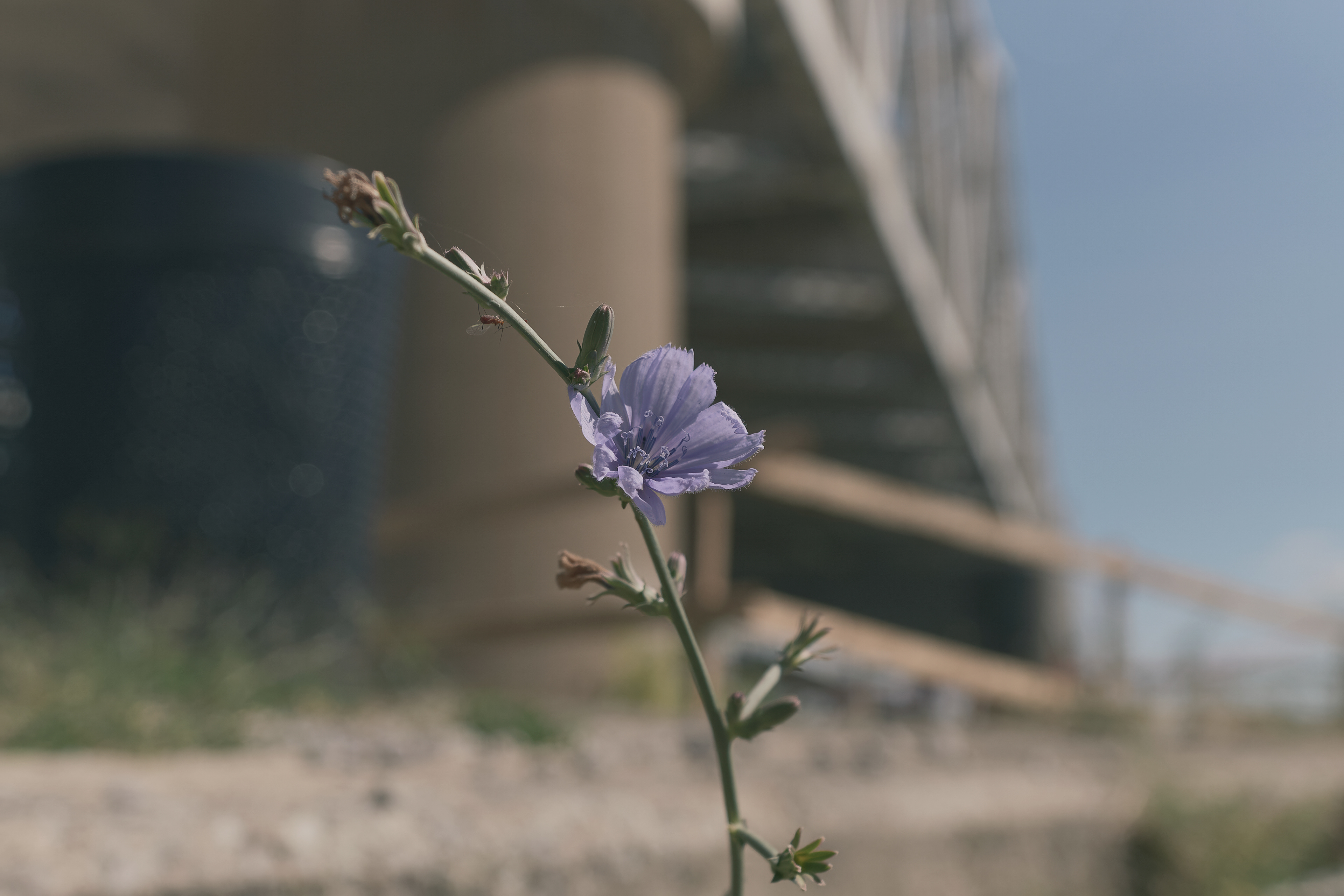 Chicory Flower