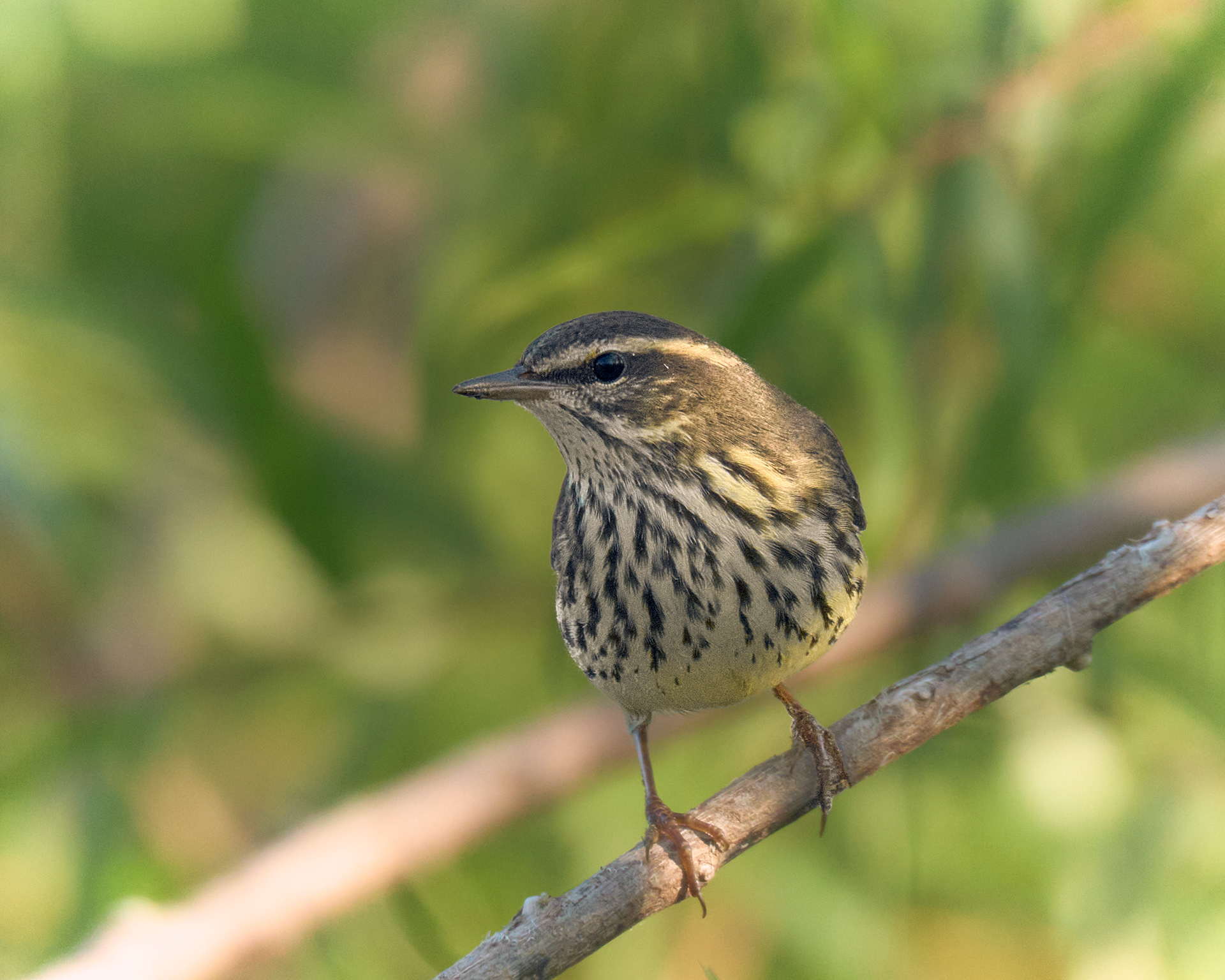 Northern Waterthrush