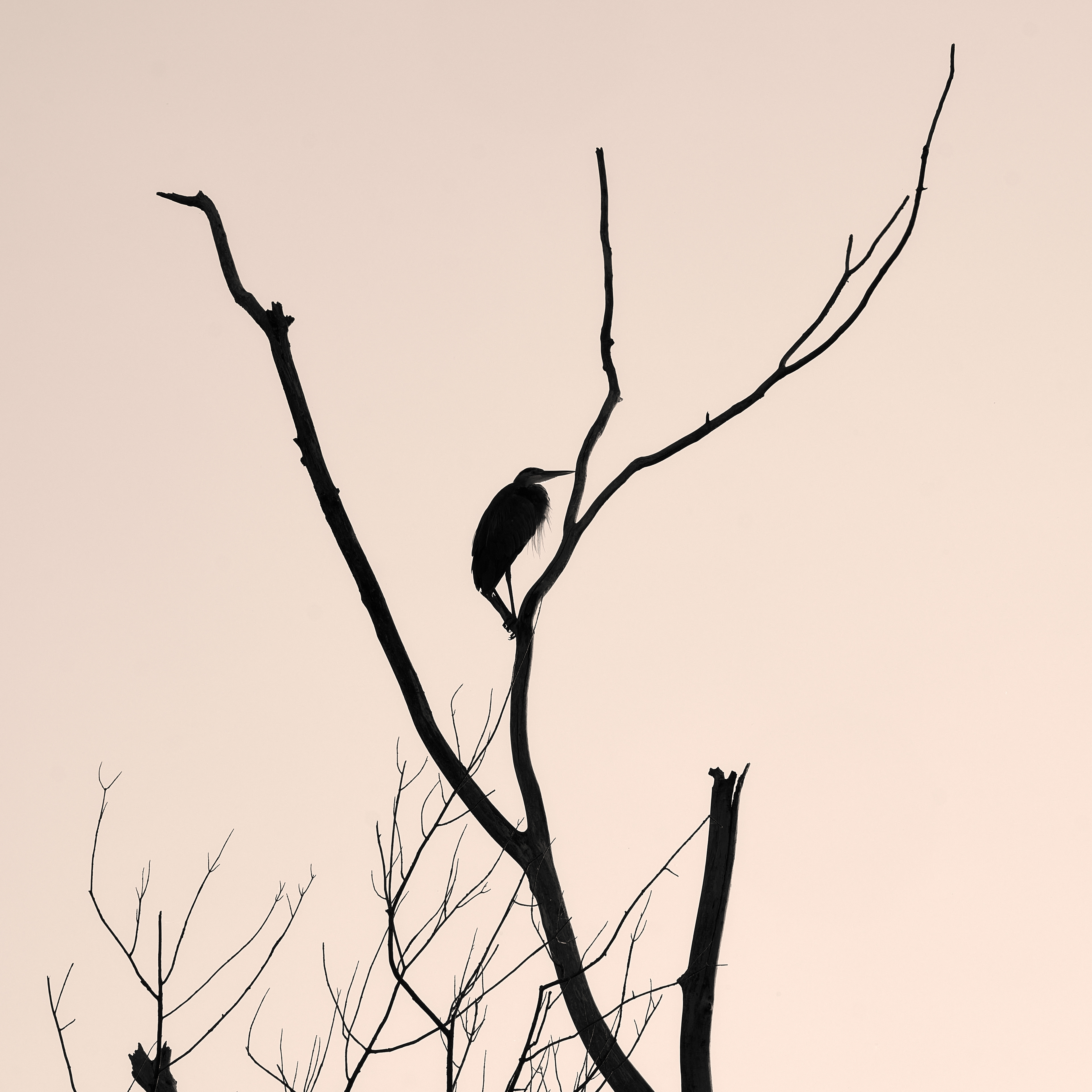 Juvenile Great Blue Heron