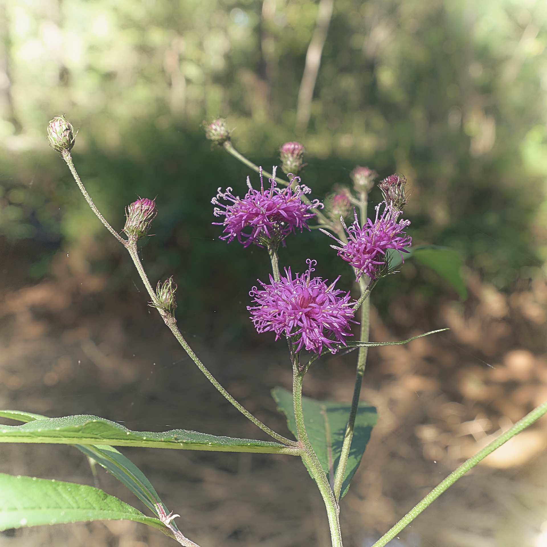 Ironweed