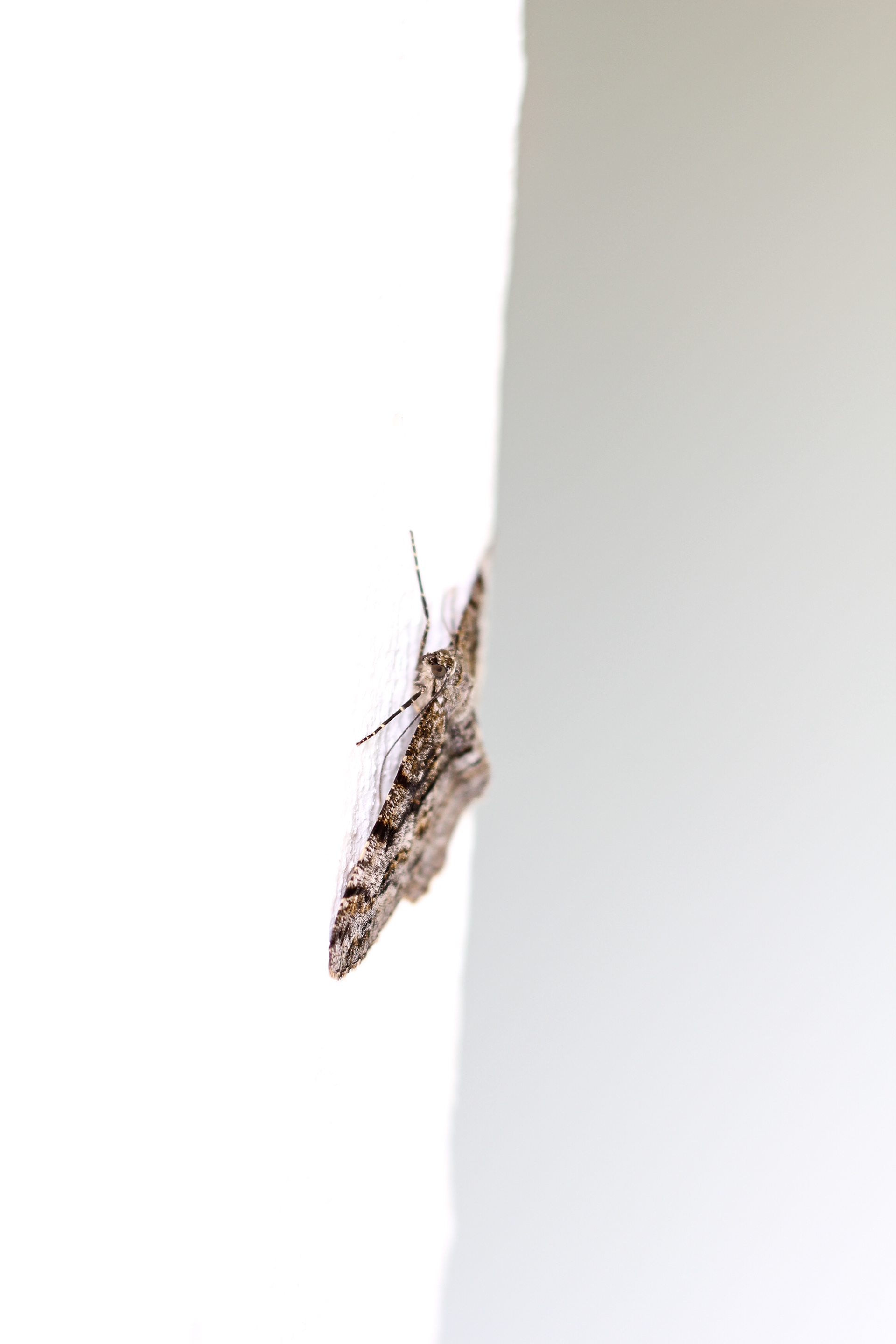 Image showing contrast on white wall with a darker background. Centered in the image is a moth.  