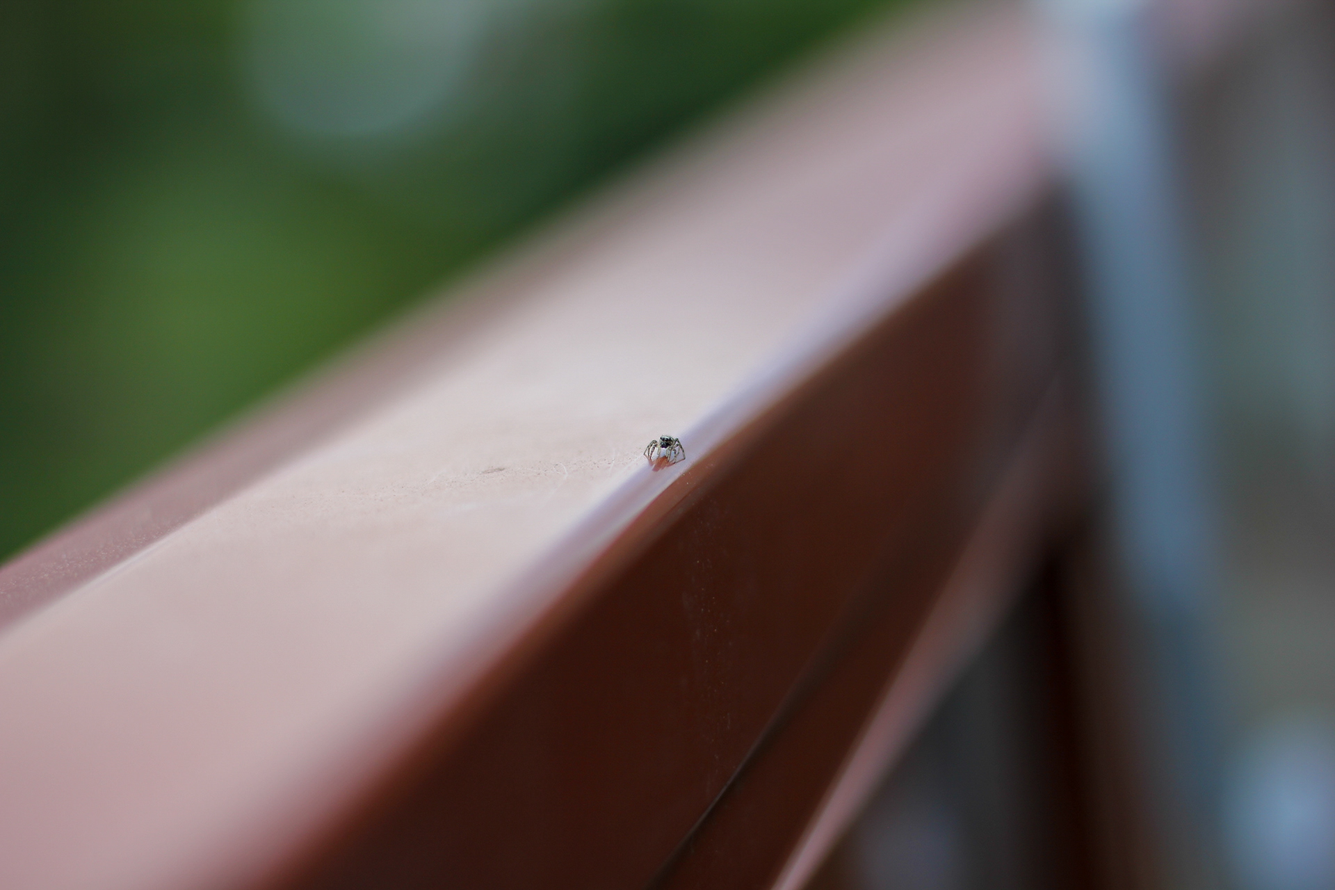 Shallow Depth of Field