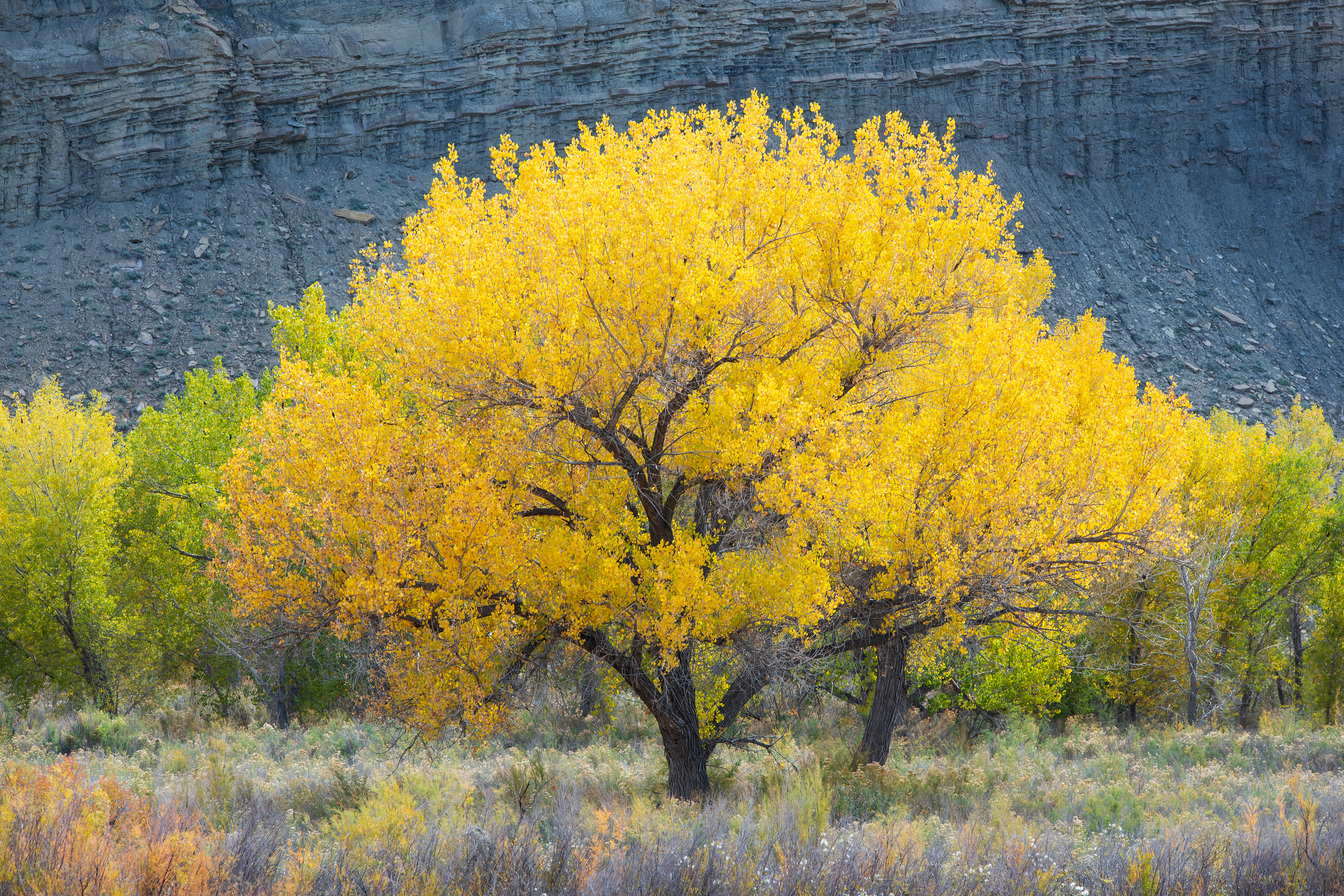 Utah Autumn