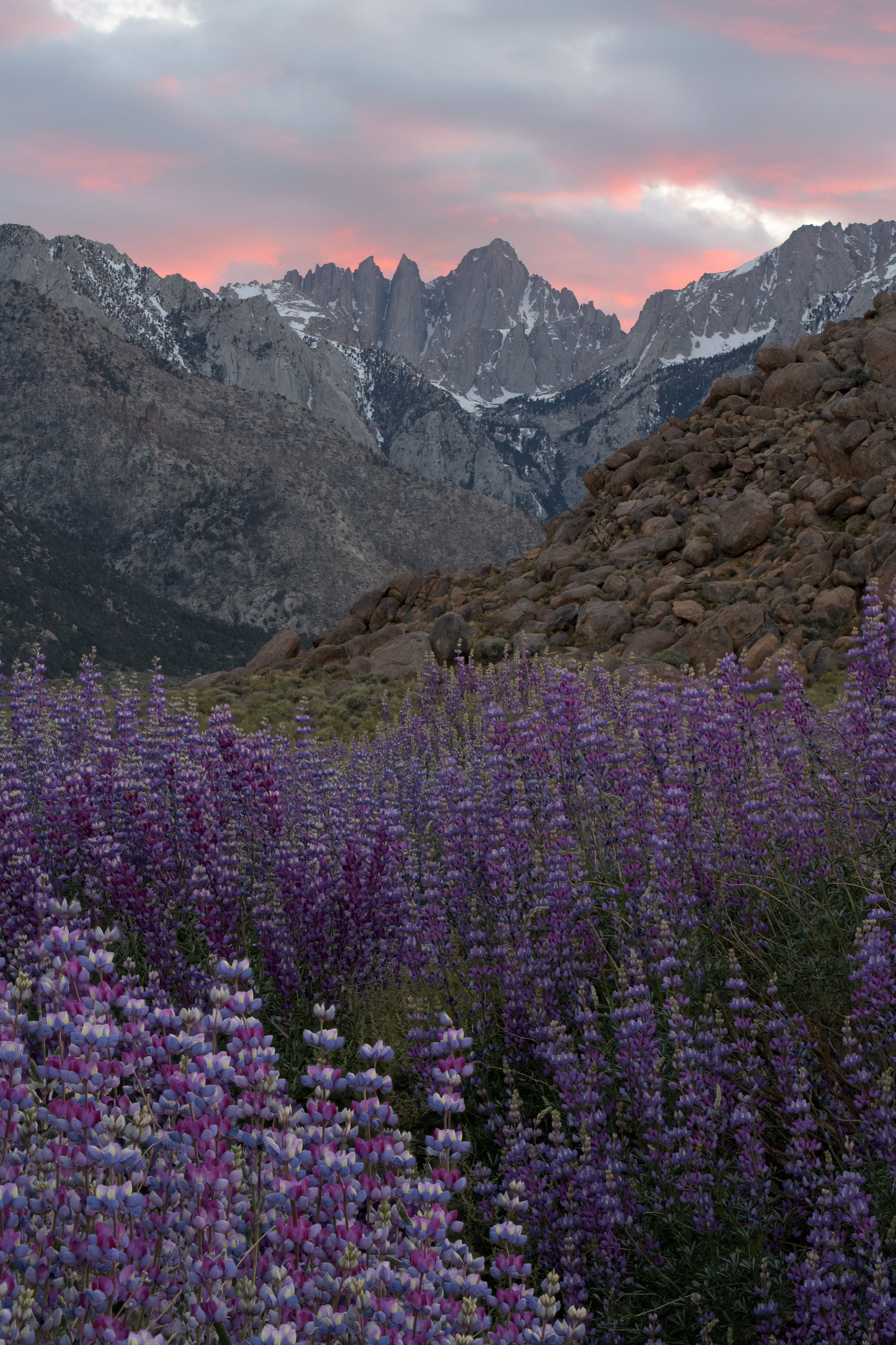 Whitney Lupines