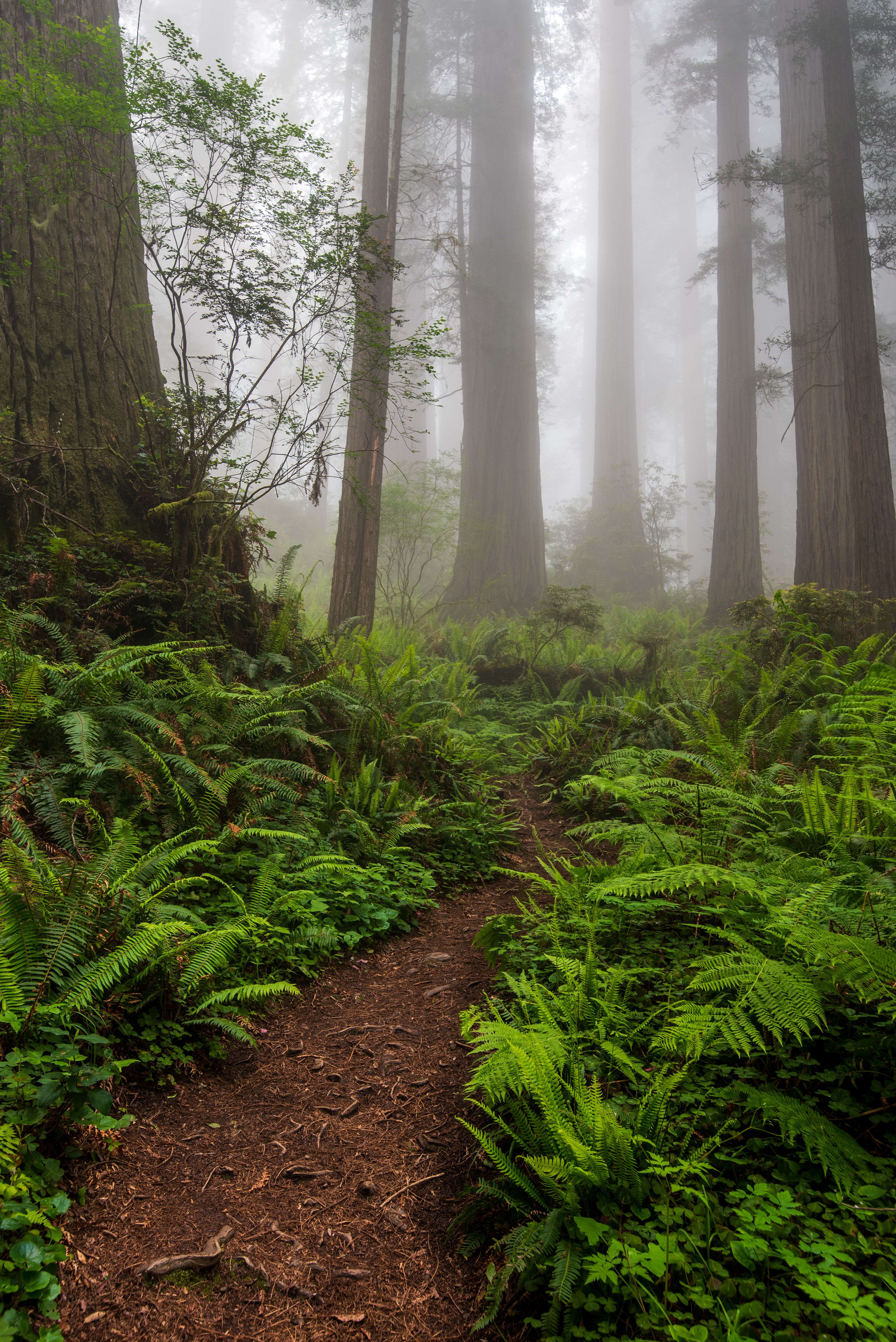 Curving Trails