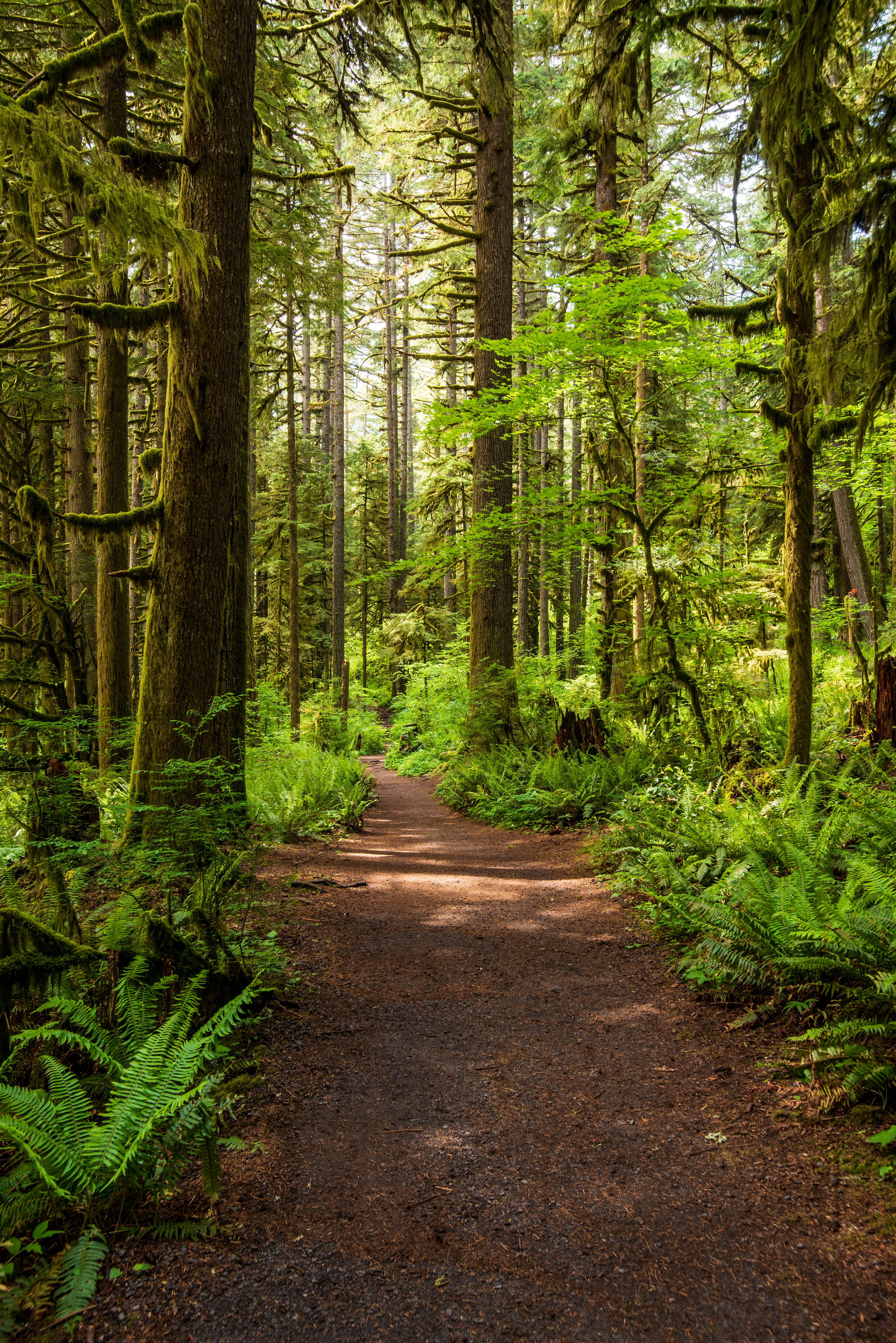 Rainforest Discoveries