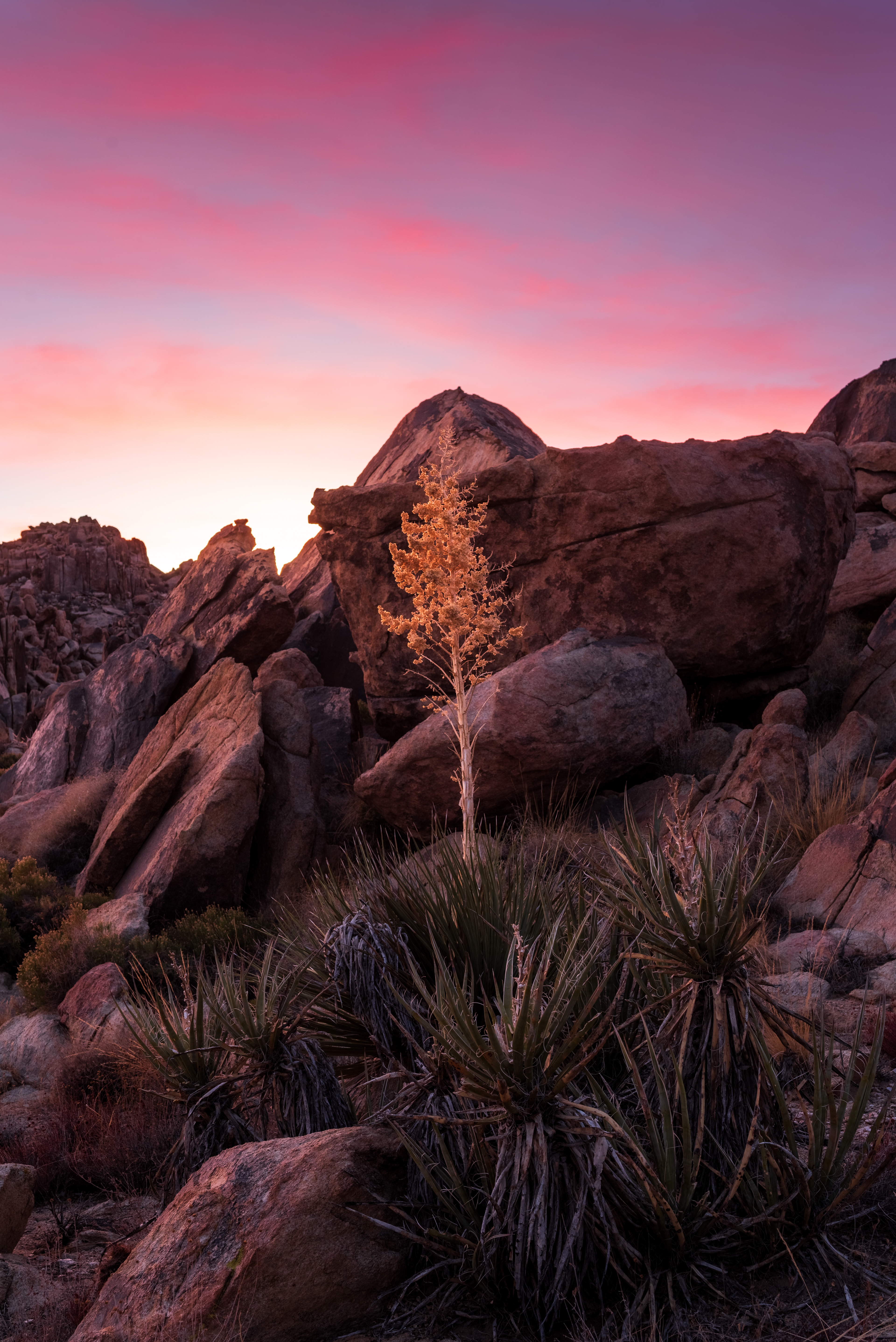 Nolina Sunset
