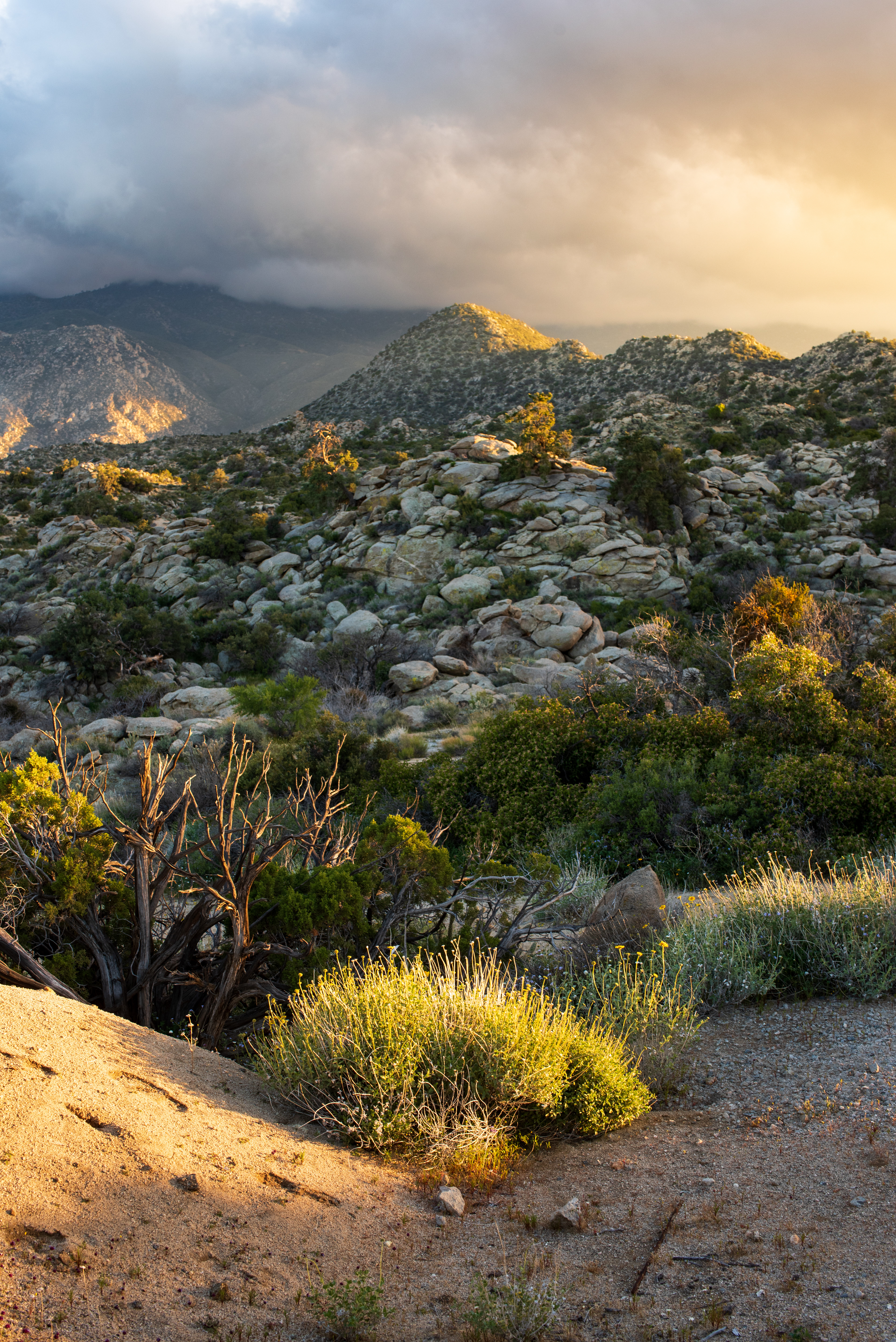Pinyon Pines