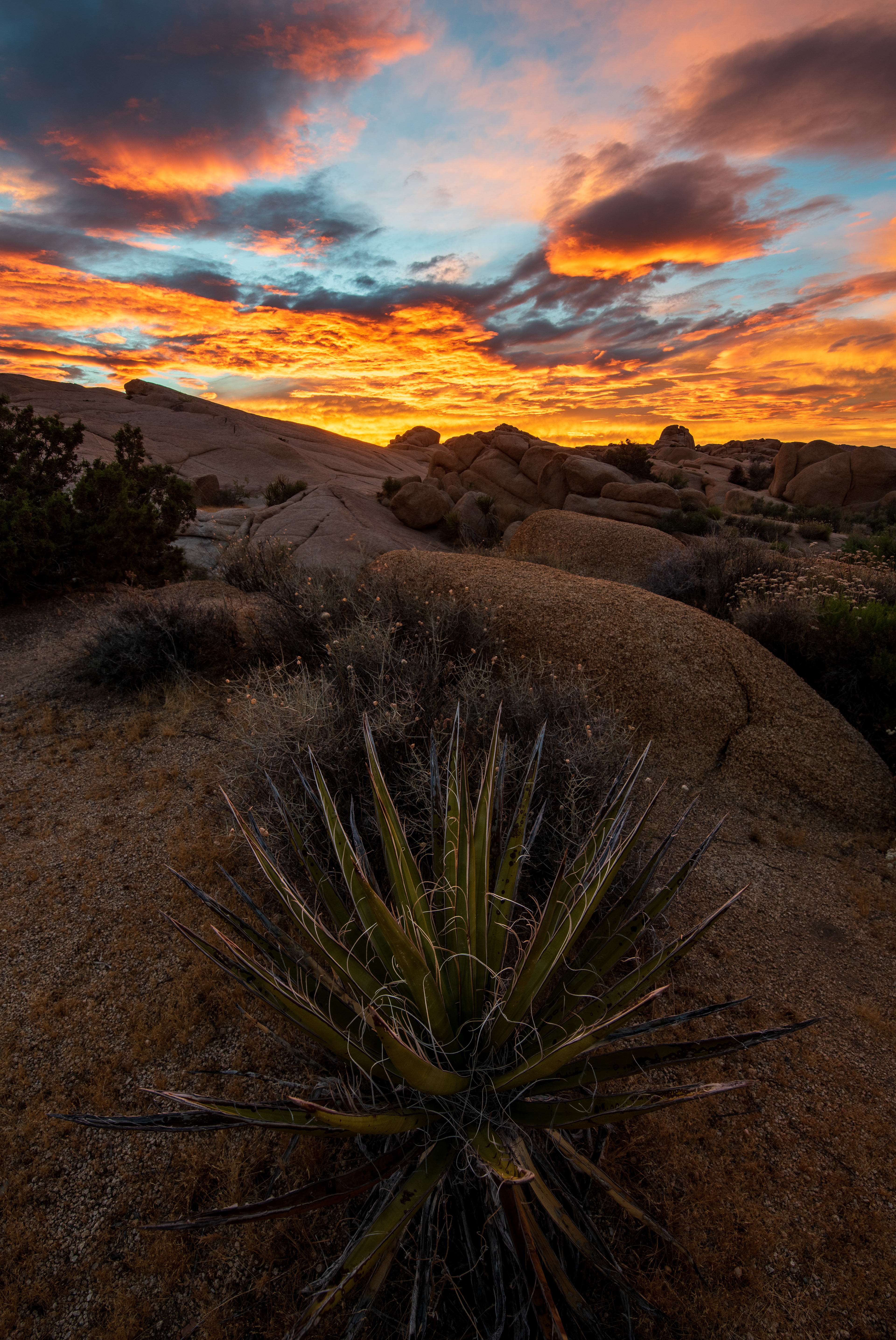 Yucca Sunset