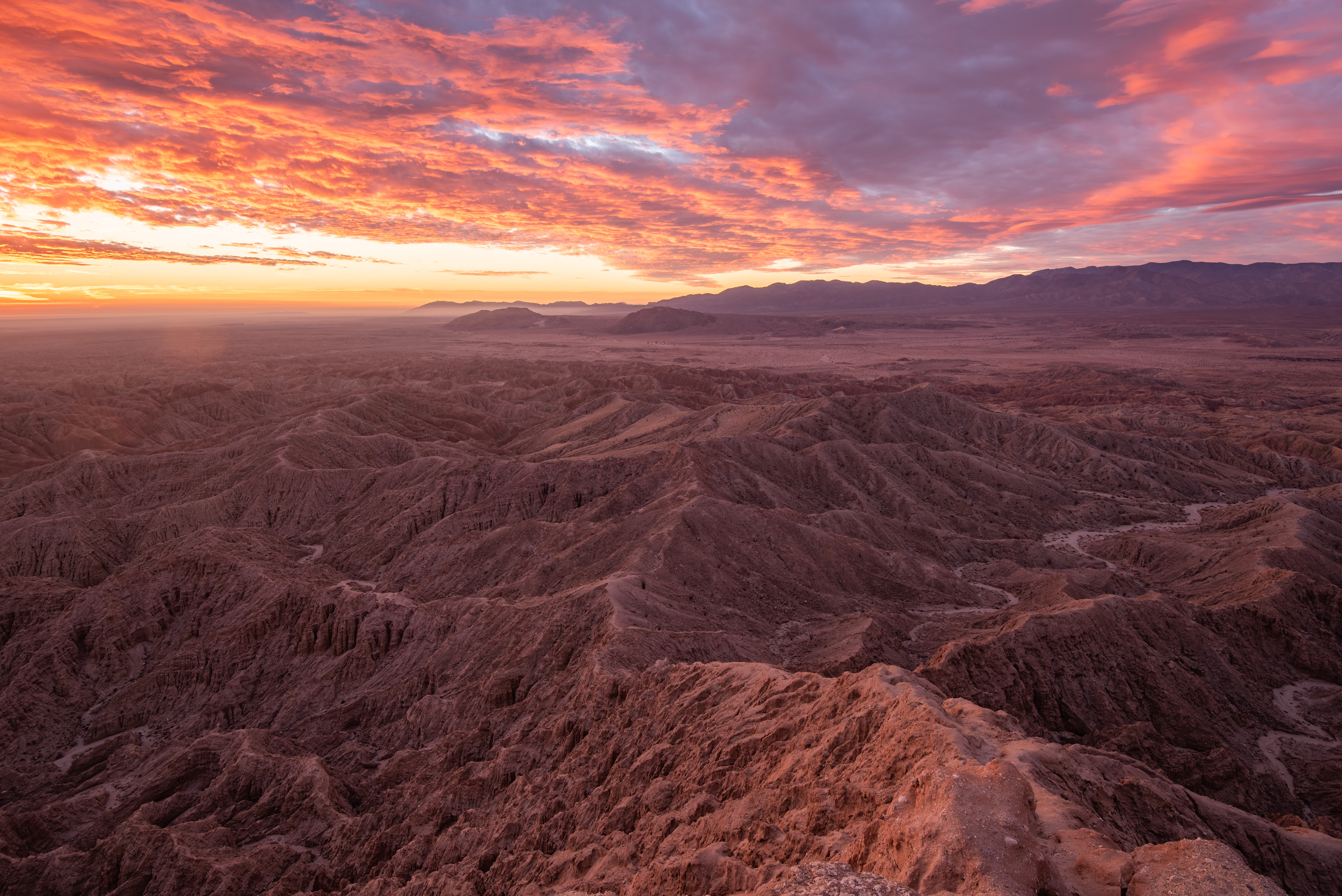 Blazing Borrego