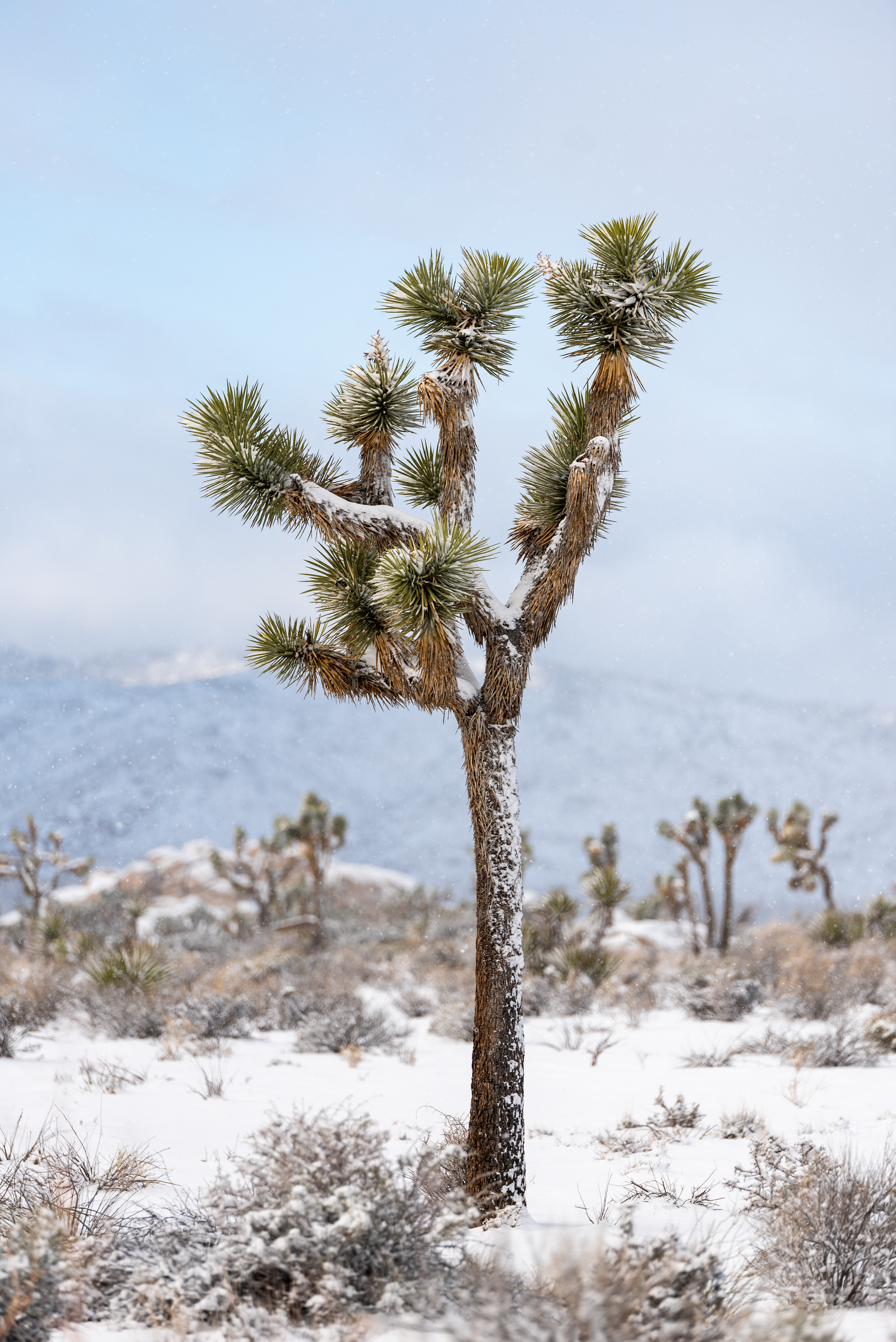 Freezing Joshua Tree