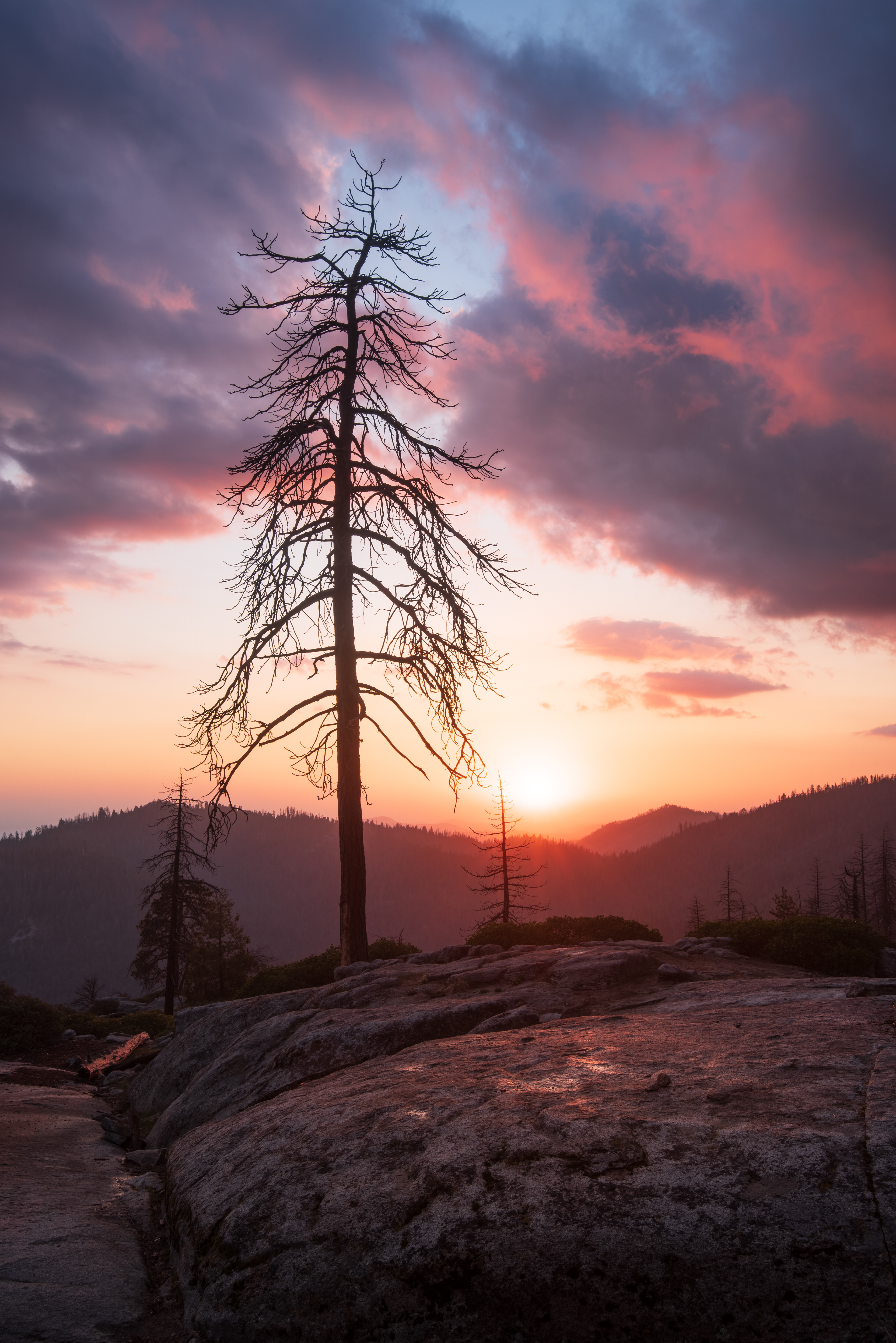 Sequoia Sunset 2
