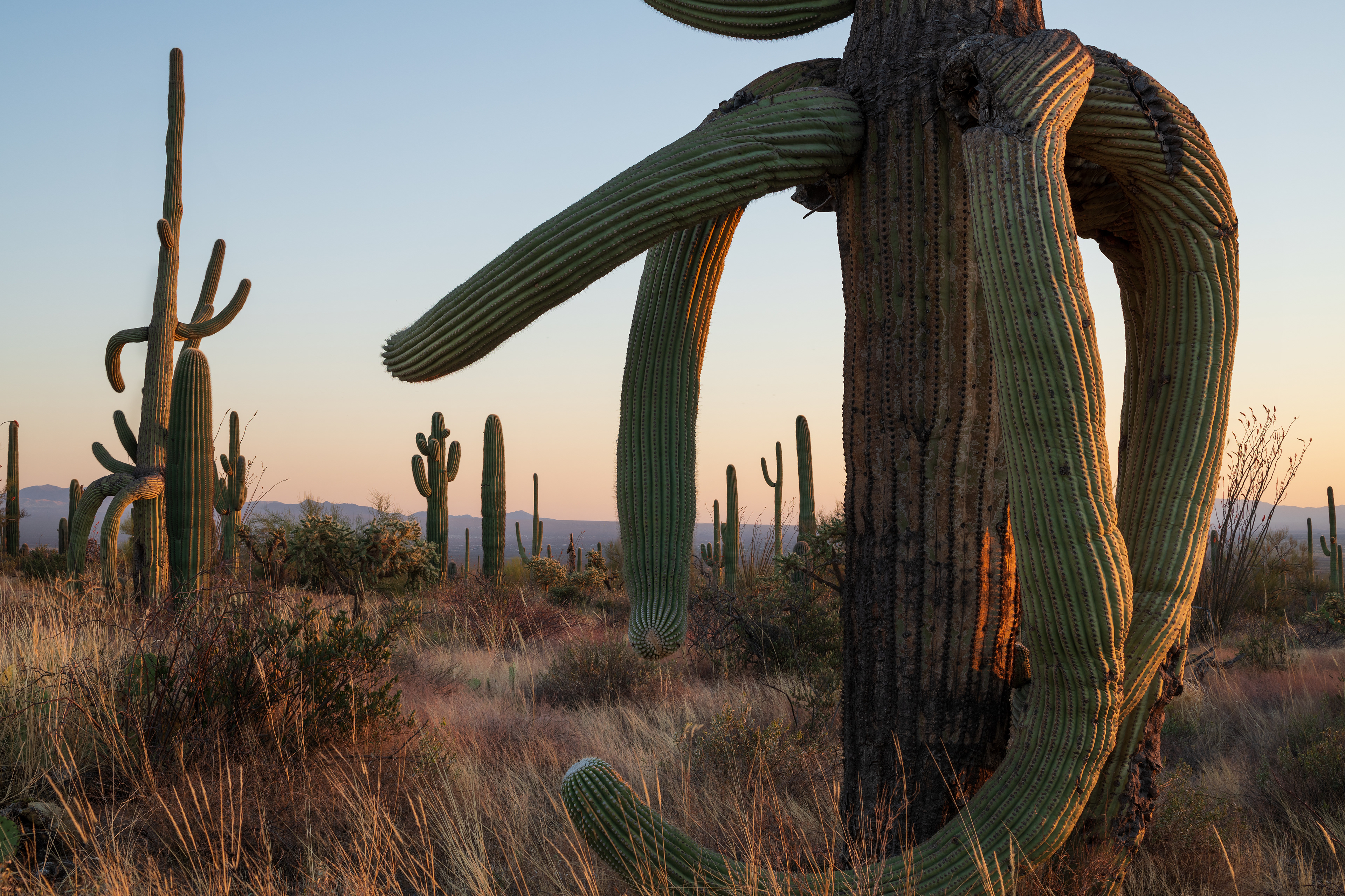 Saguaro Sunset
