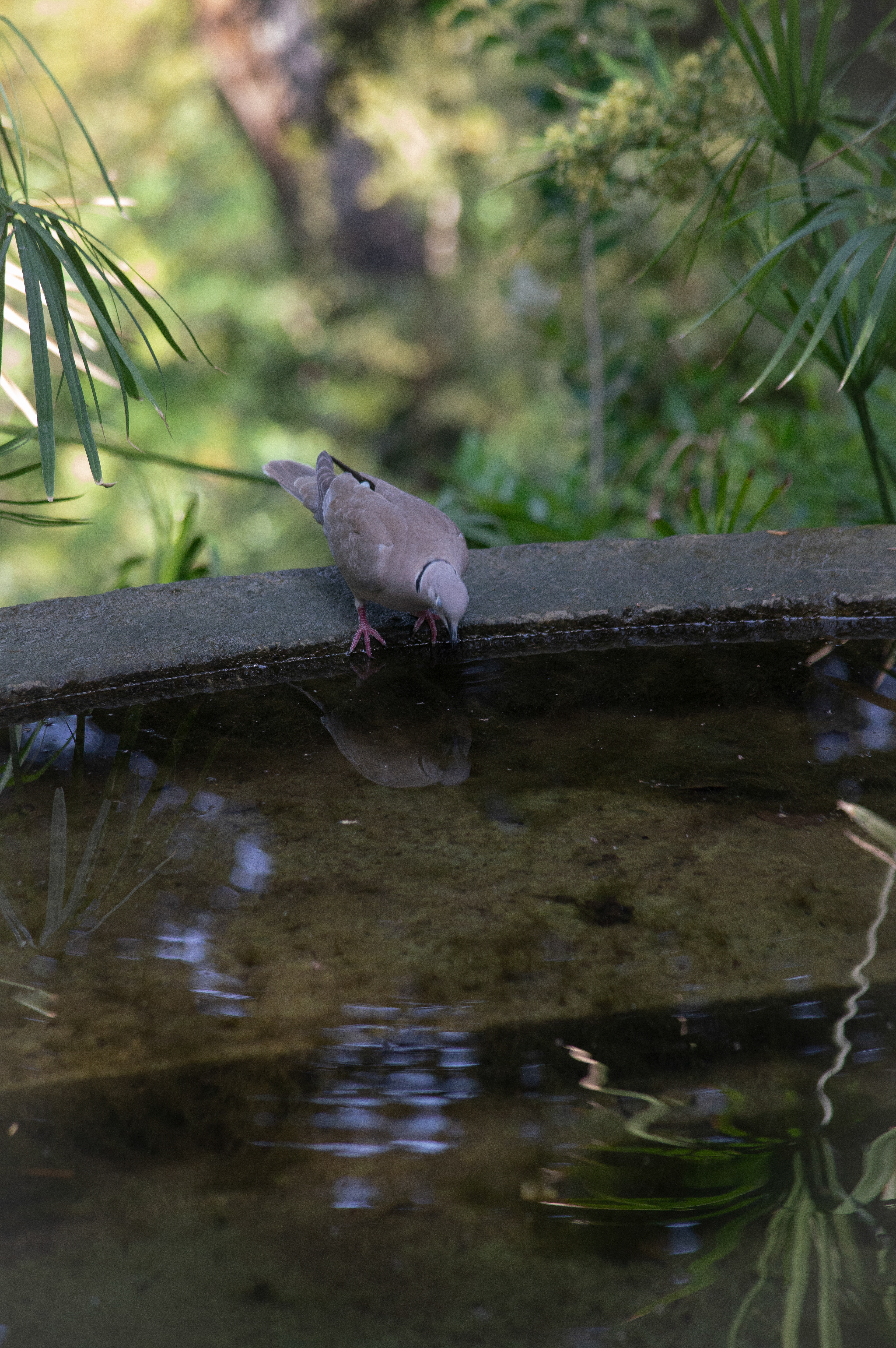 bird drinking water