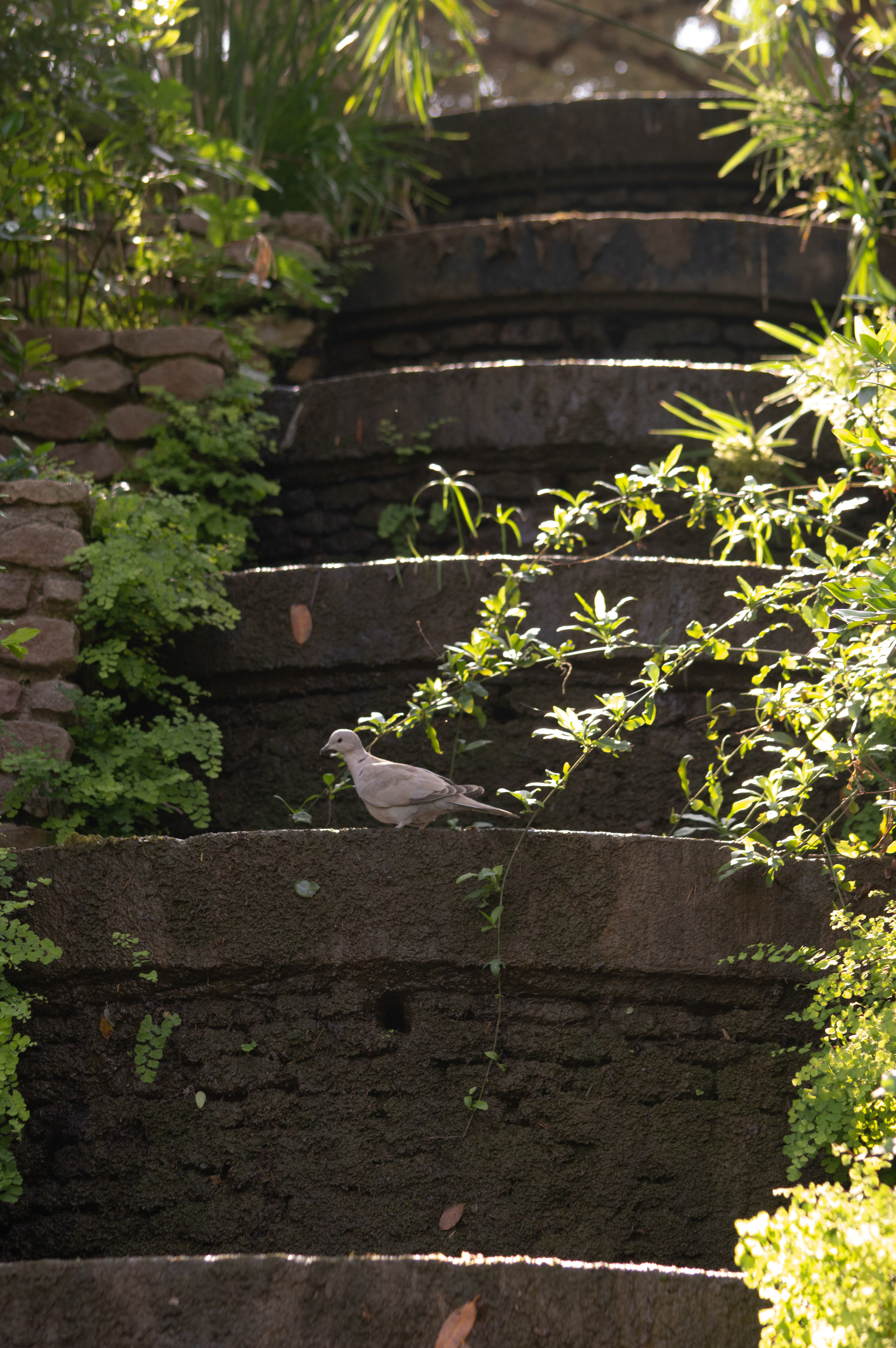 bird on stairs