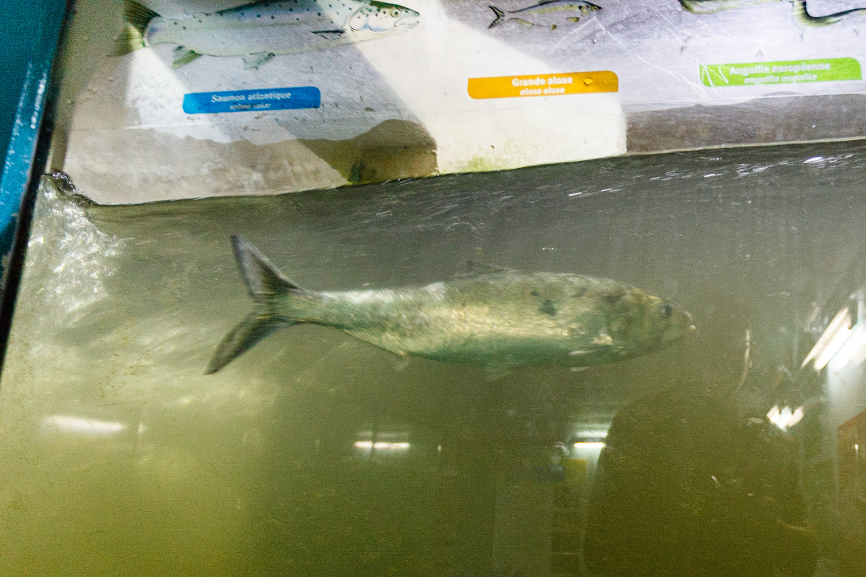 fish pass