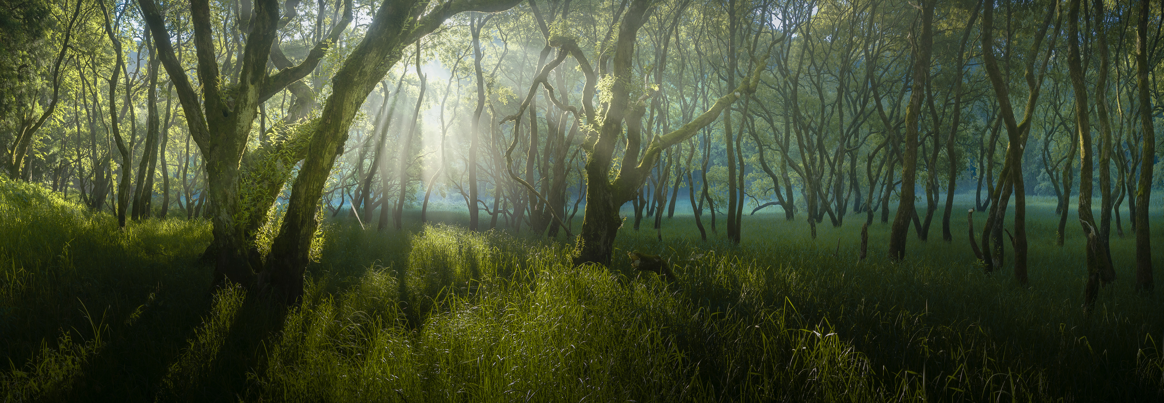 The EPSON international Pano awards 2025 Open Award Nature Landscape Bronze