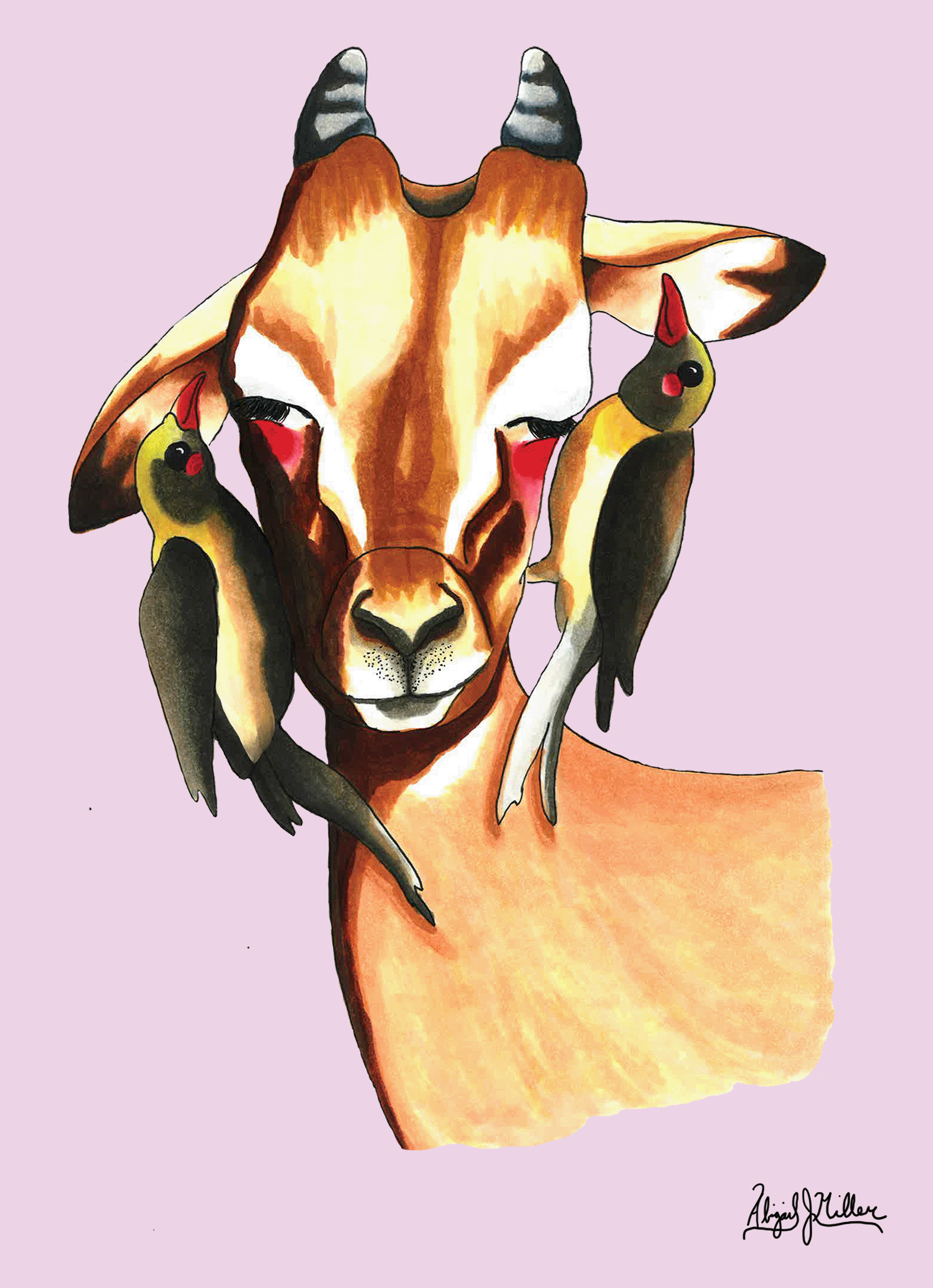Symbiosis III: Impala and Red-billed Oxpecker