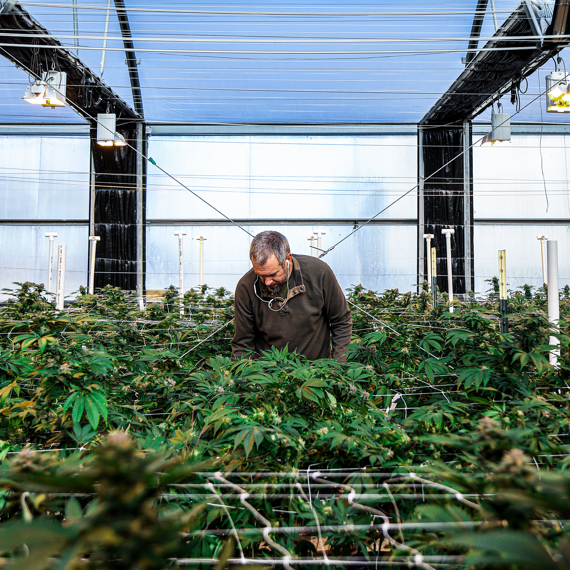 Diesel CBD // shot for Triarc