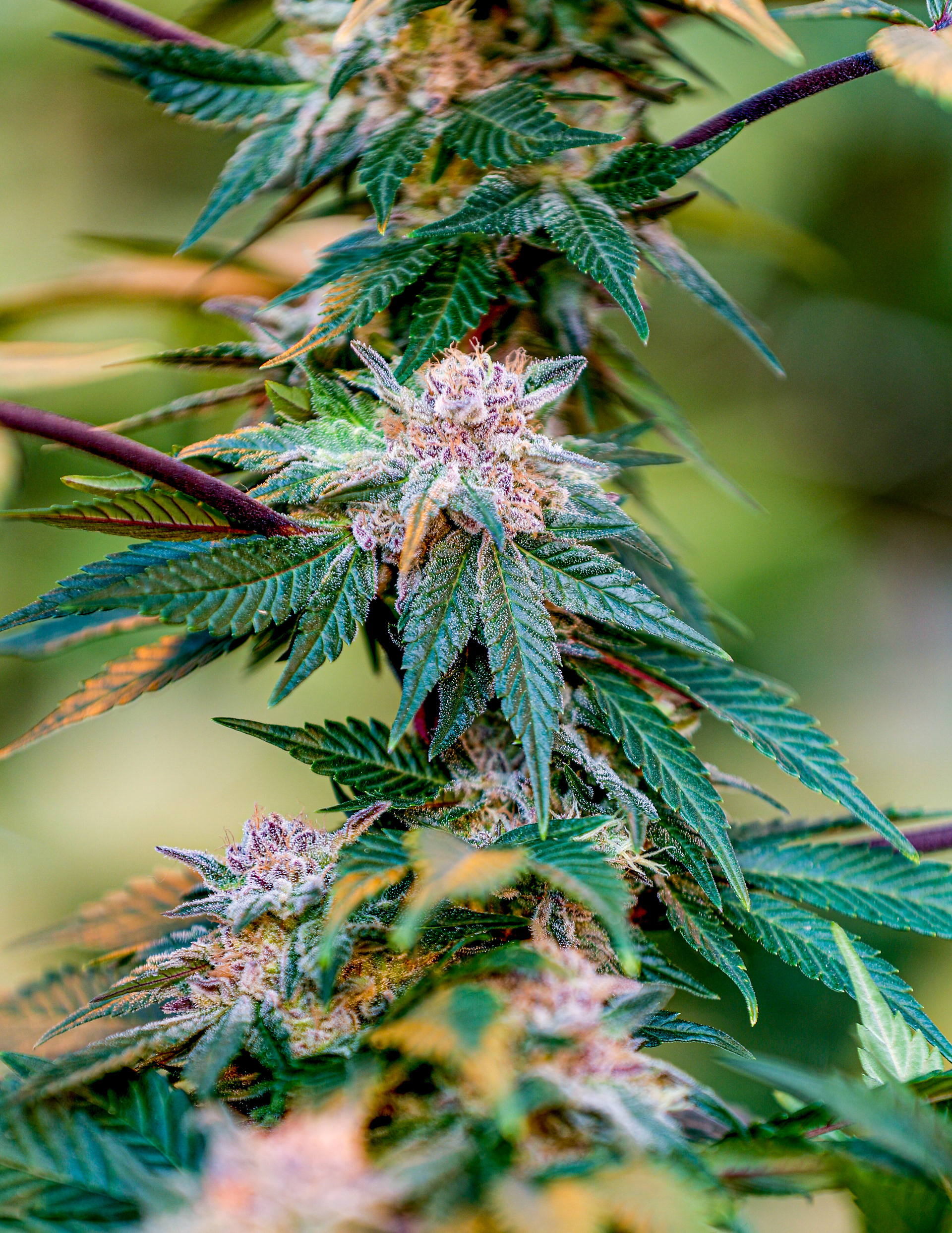 Diesel CBD // shot for Triarc