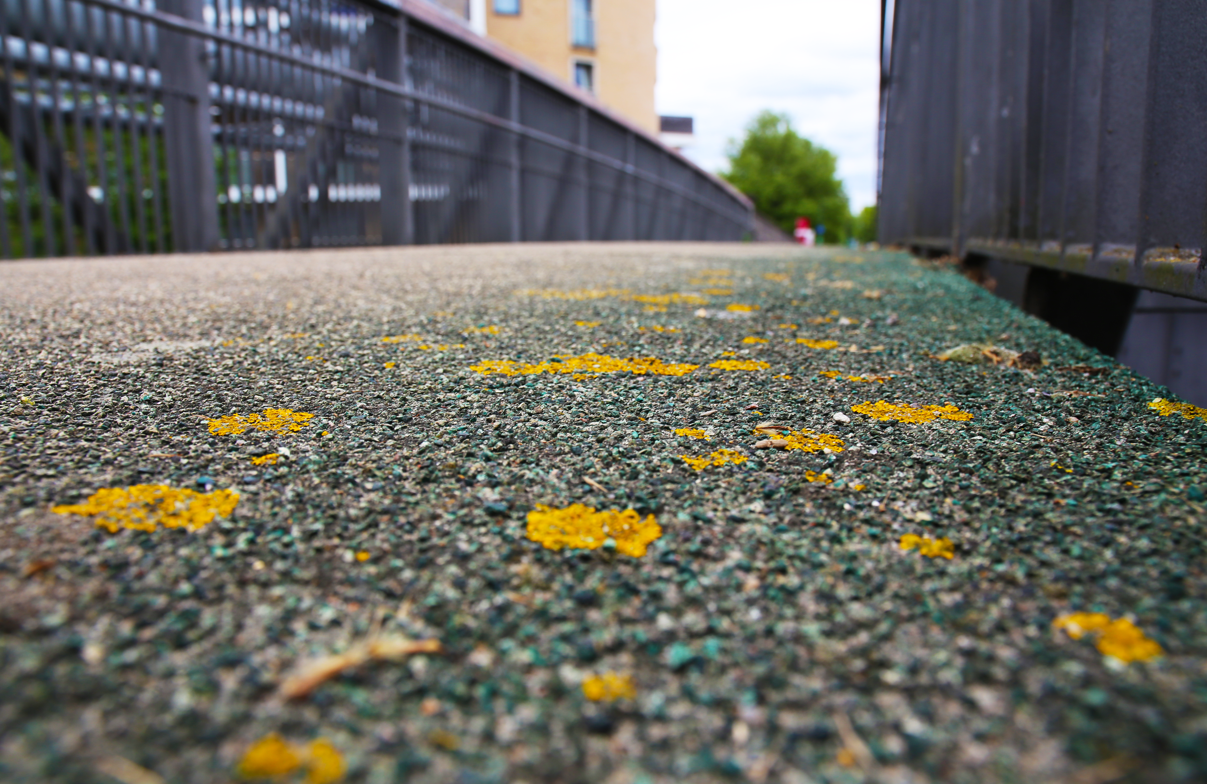 Lichen on asphalt in London, UK