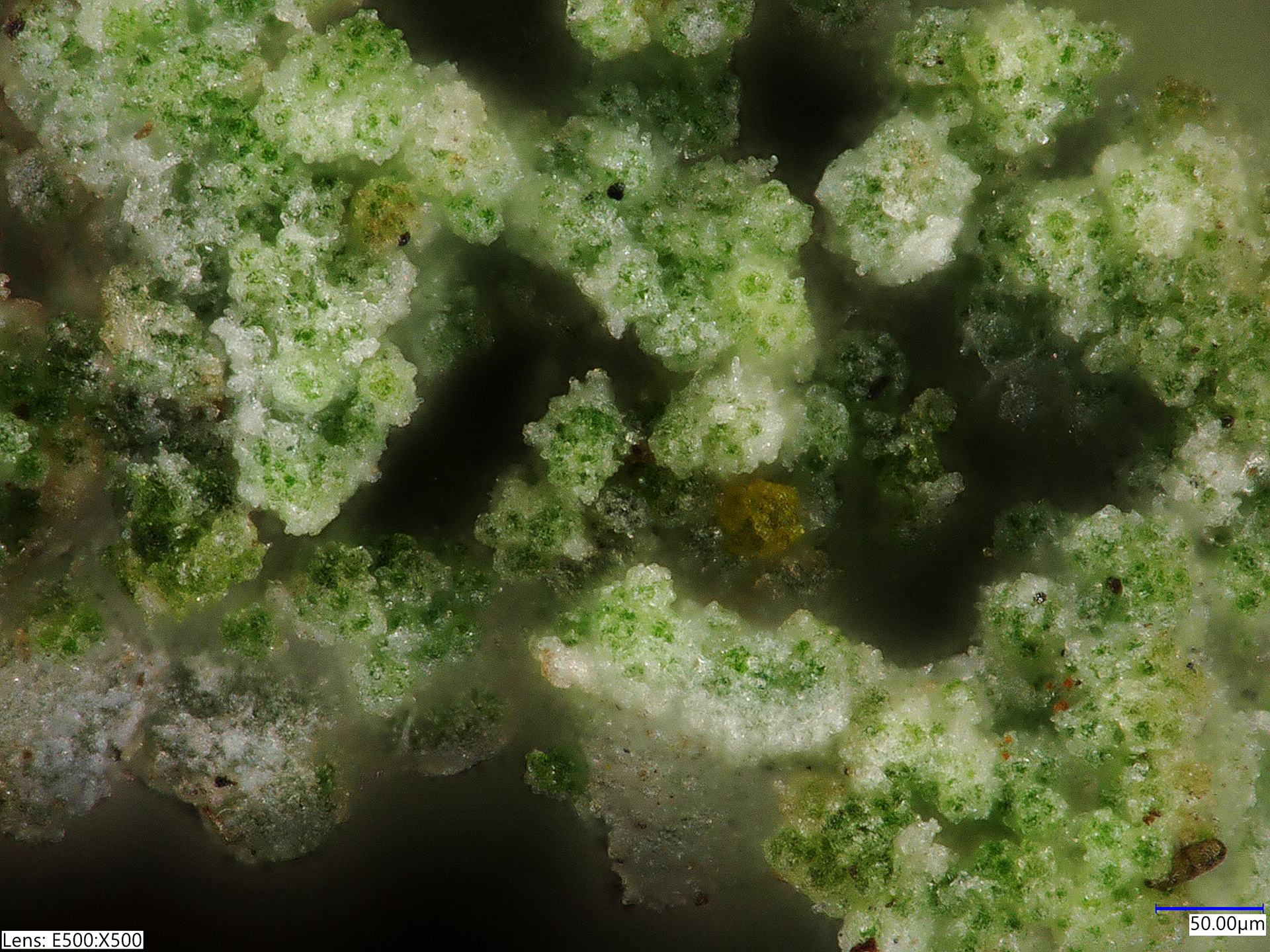 Microscopic image of lichen - Lens: E500X500, Grow Lab CSM